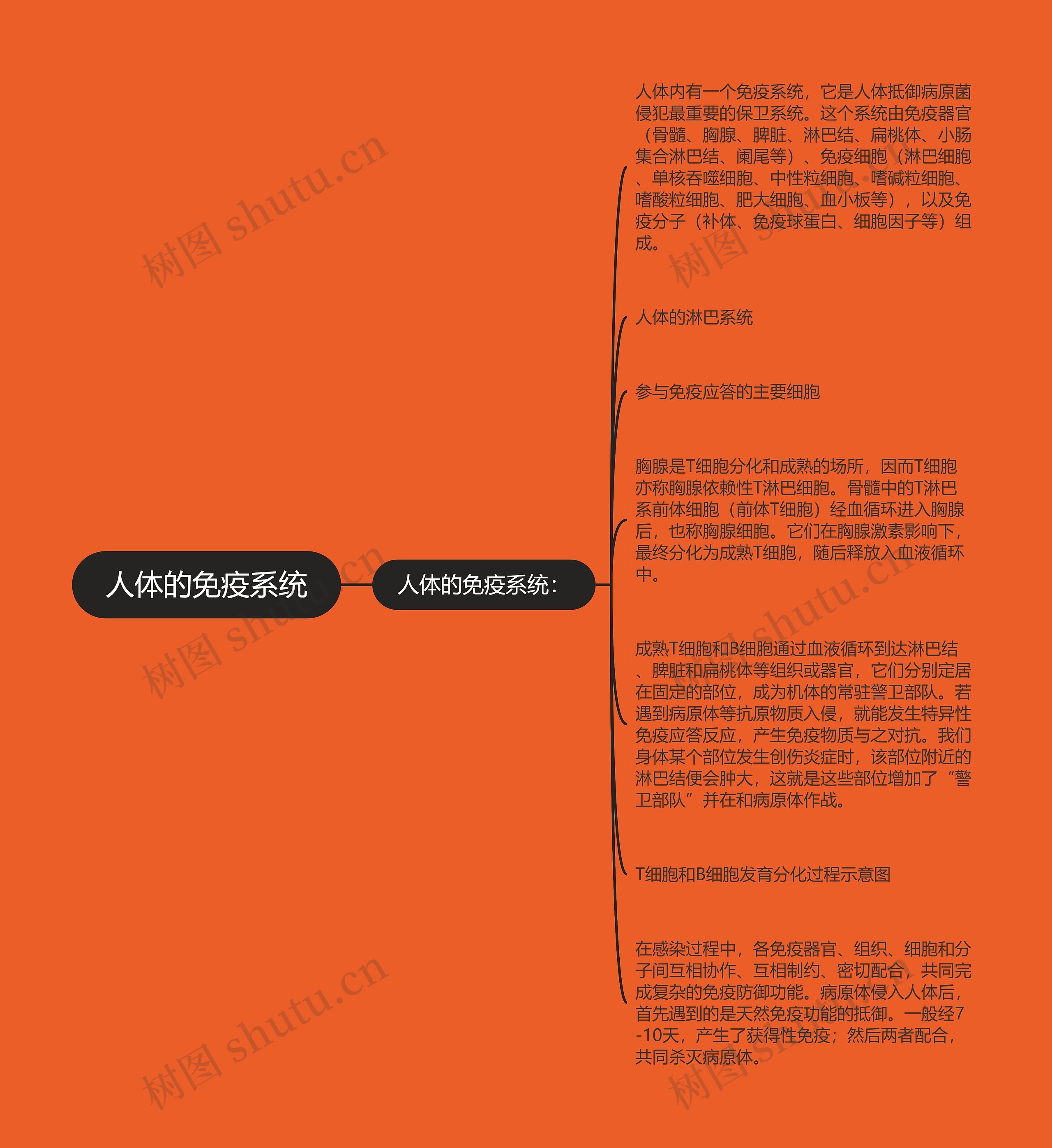 人体的免疫系统