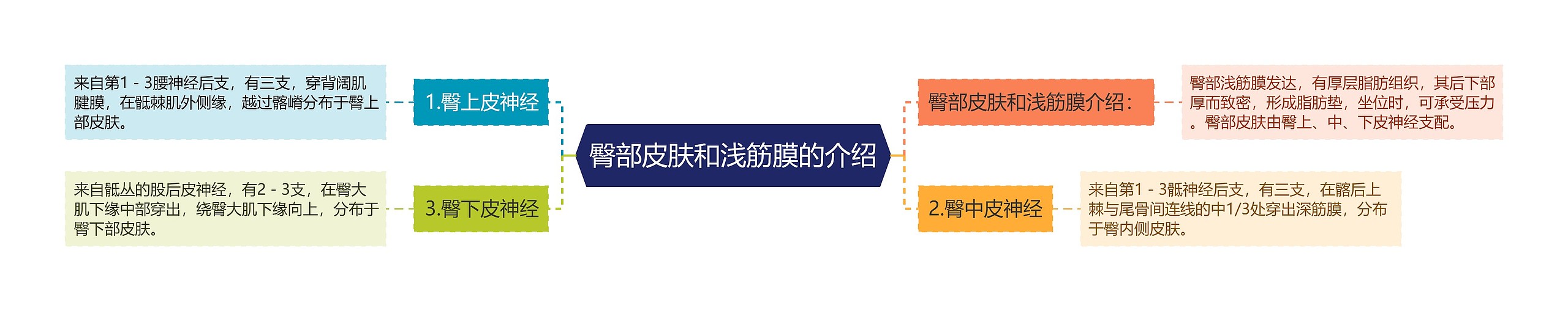 臀部皮肤和浅筋膜的介绍 臀部皮肤和浅筋膜的介绍