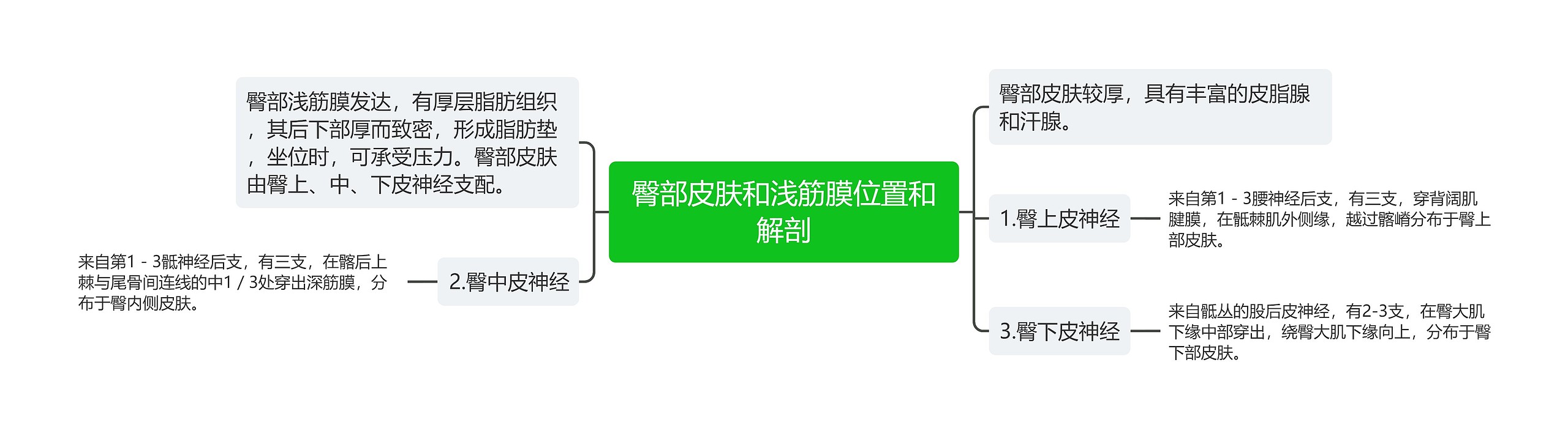 臀部皮肤和浅筋膜位置和解剖思维导图