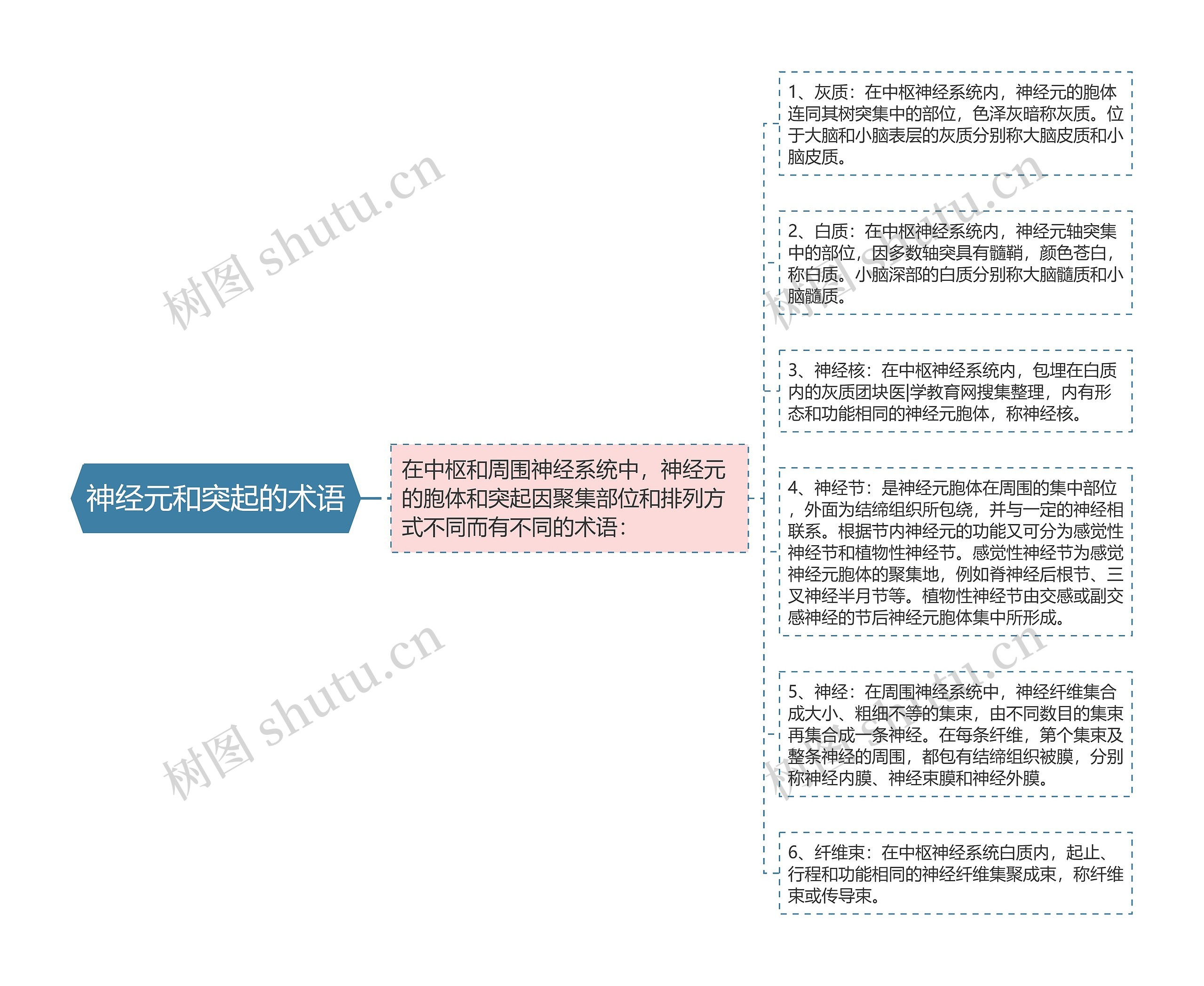 神经元和突起的术语思维导图