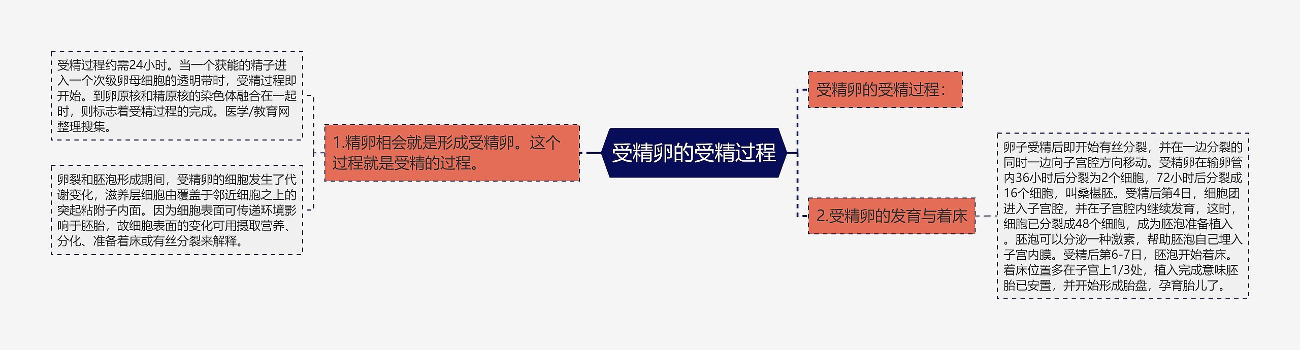 受精卵的受精过程思维导图