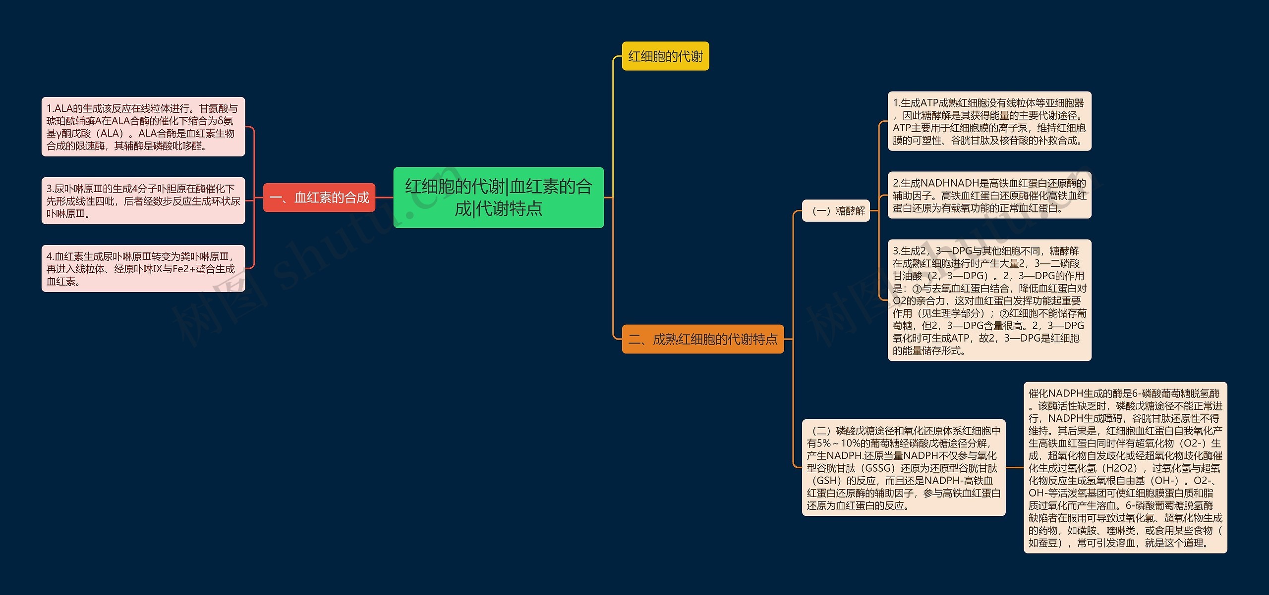红细胞的代谢|血红素的合成|代谢特点思维导图