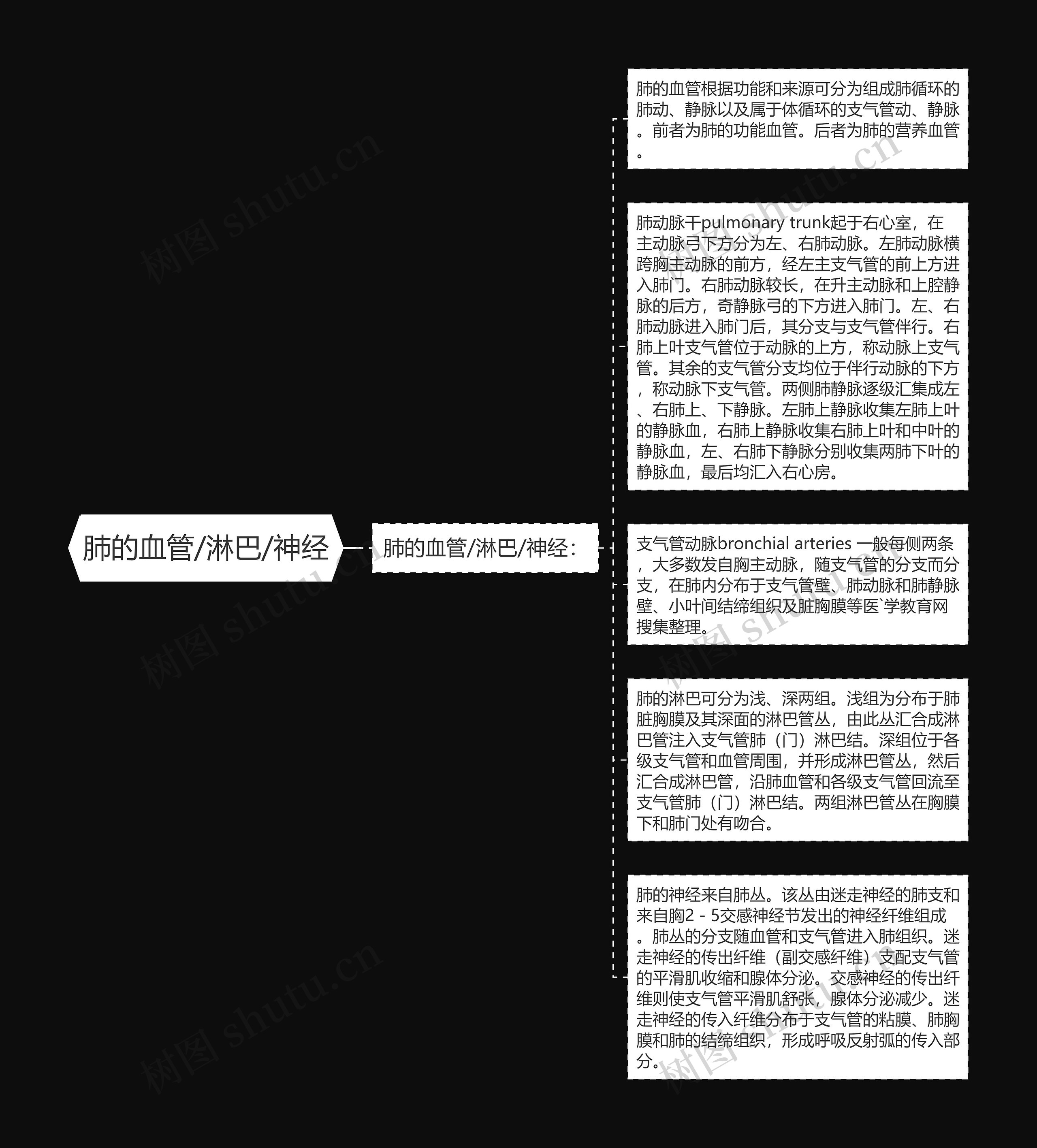 肺的血管/淋巴/神经思维导图