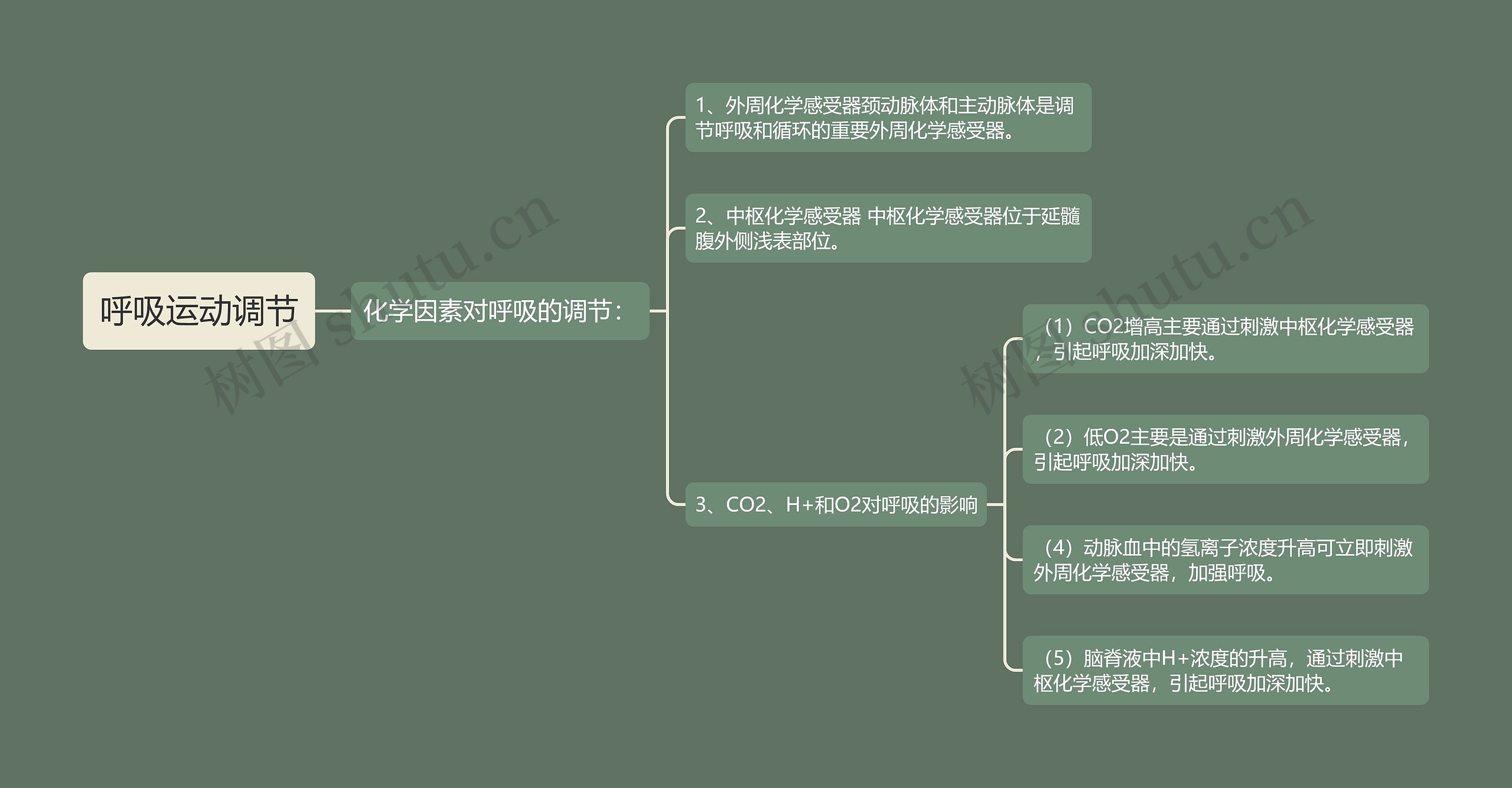 呼吸运动调节