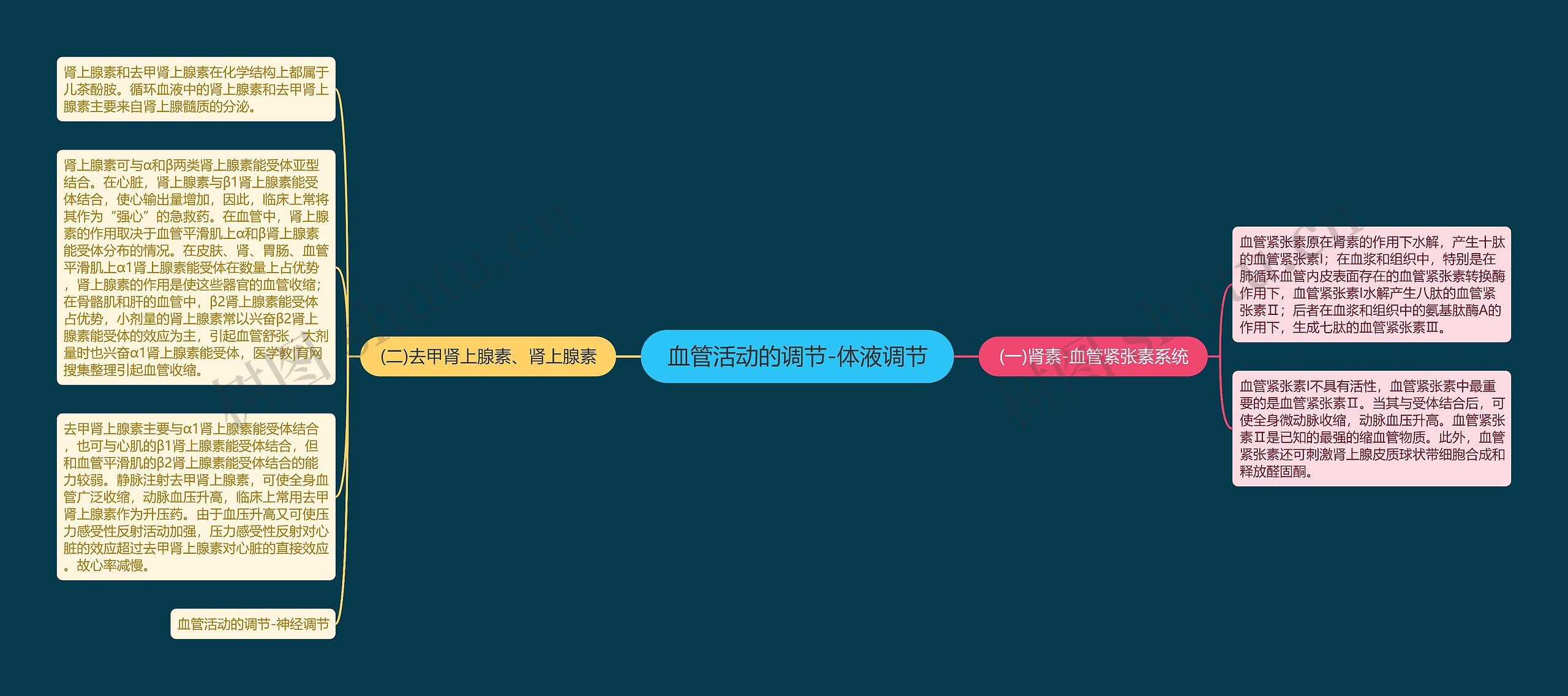 血管活动的调节-体液调节 血管活动的调节-体液调节