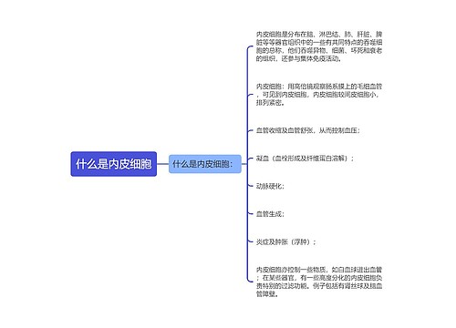 什么是内皮细胞