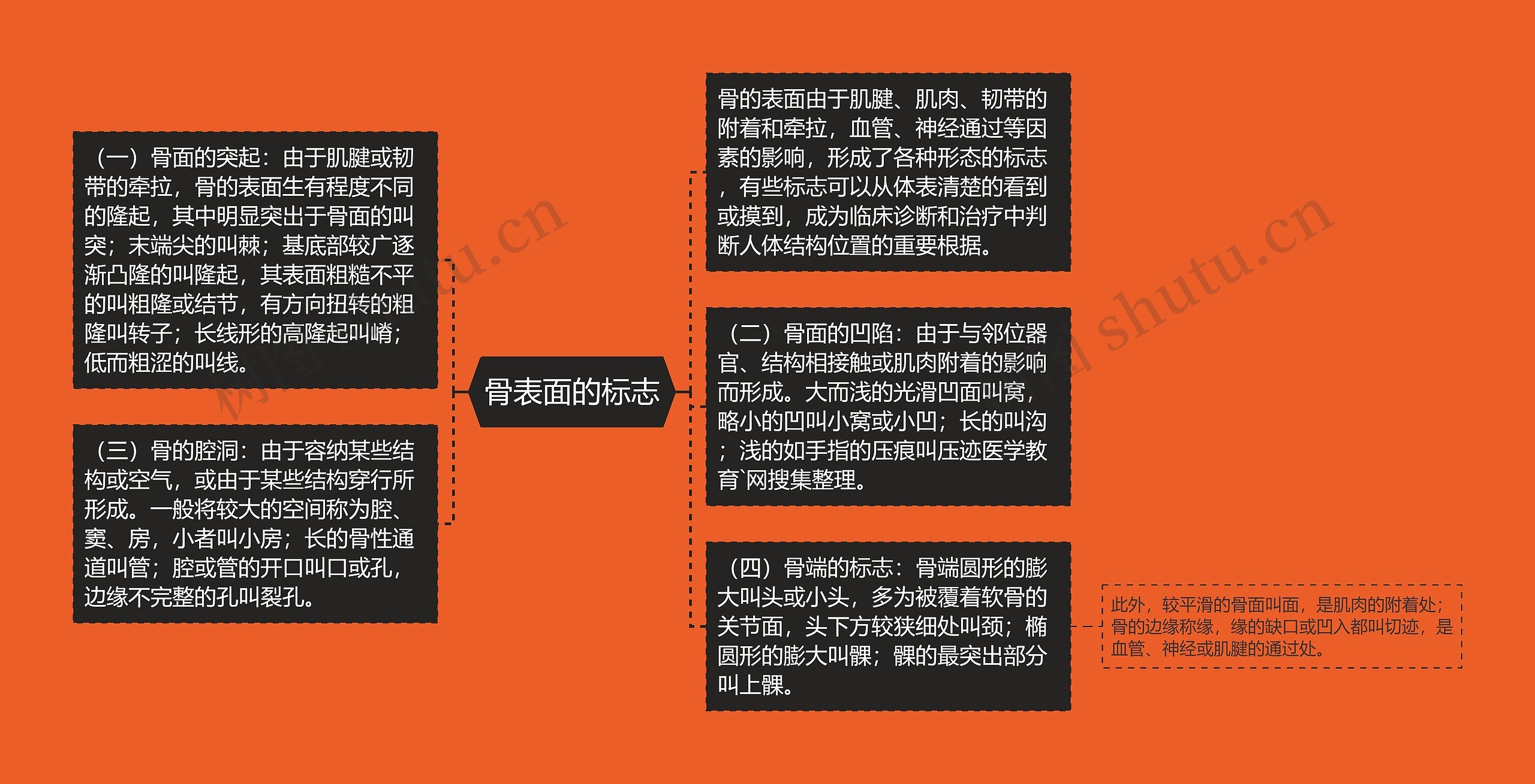 骨表面的标志