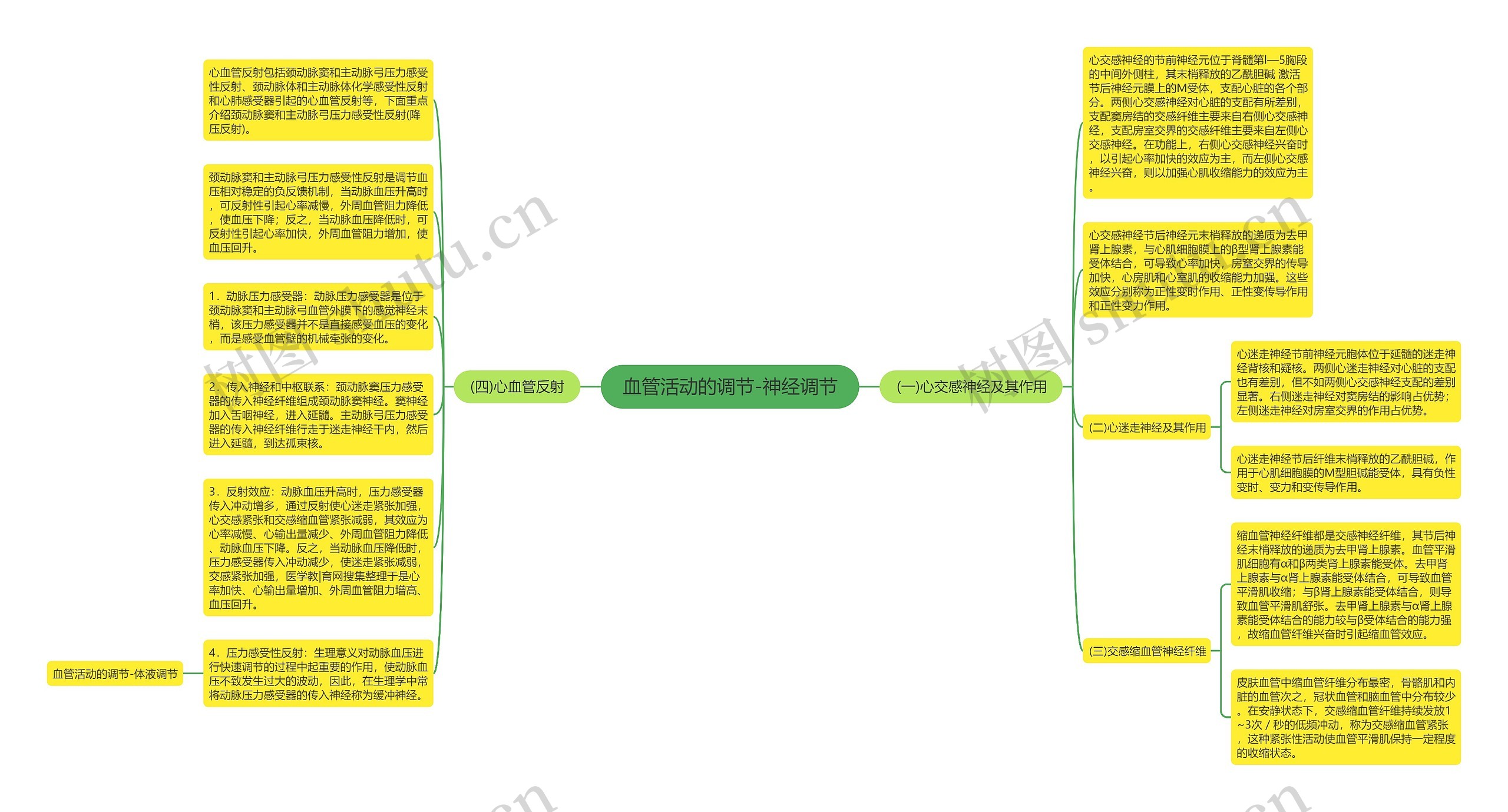 血管活动的调节-神经调节思维导图