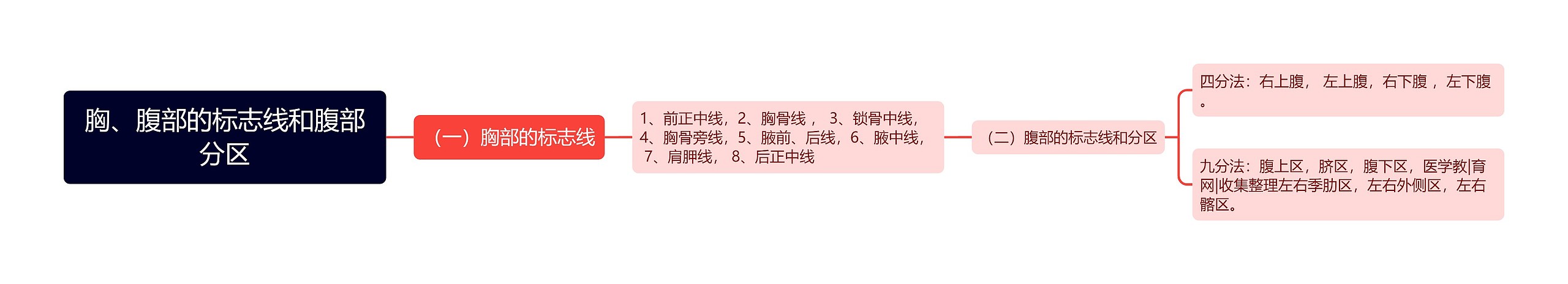 胸、腹部的标志线和腹部分区 胸、腹部的标志线和腹部分区