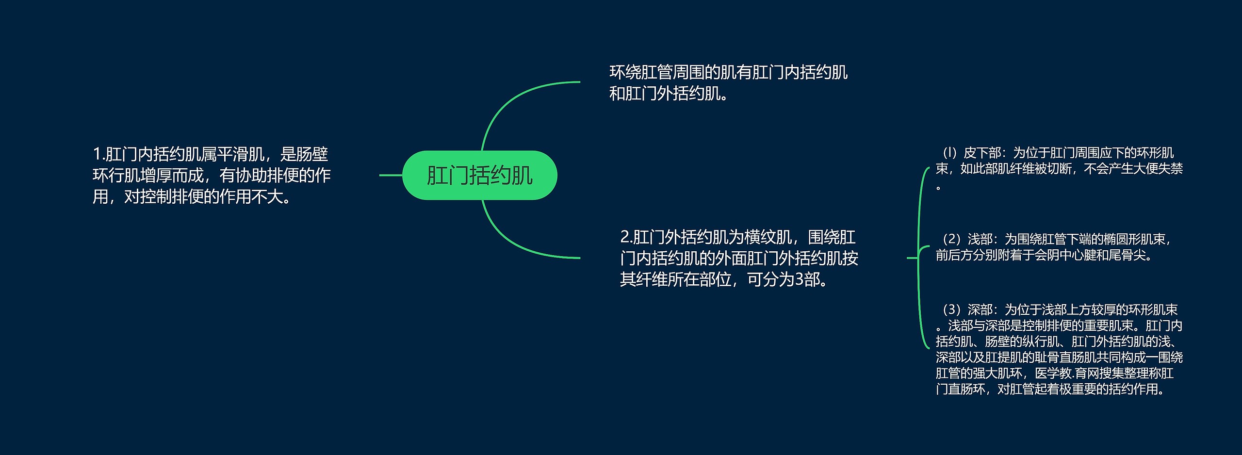 肛门括约肌思维导图