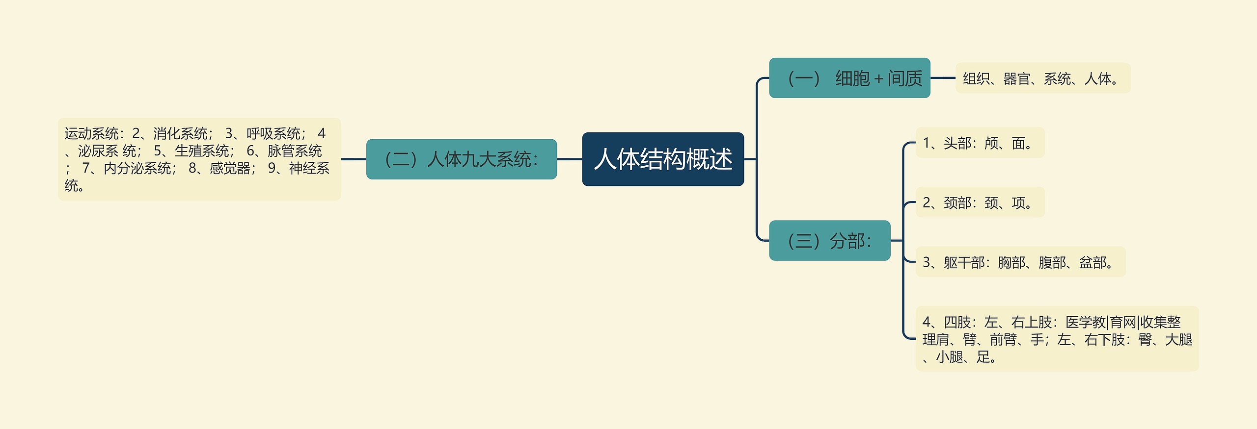 人体结构概述思维导图