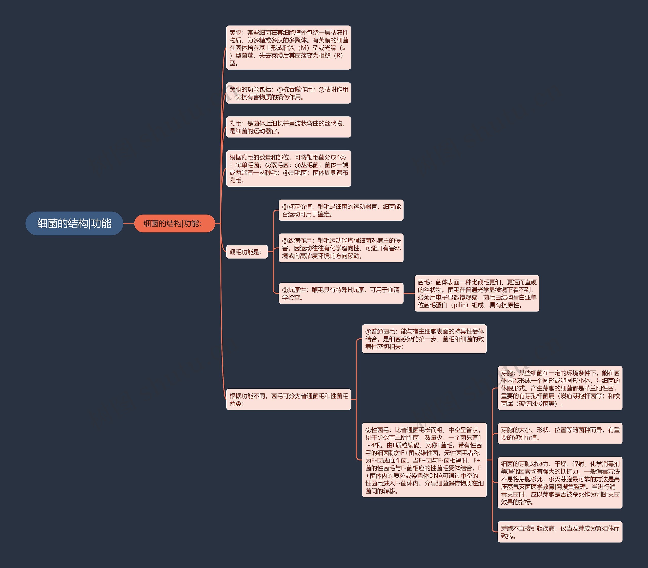 细菌的结构|功能思维导图