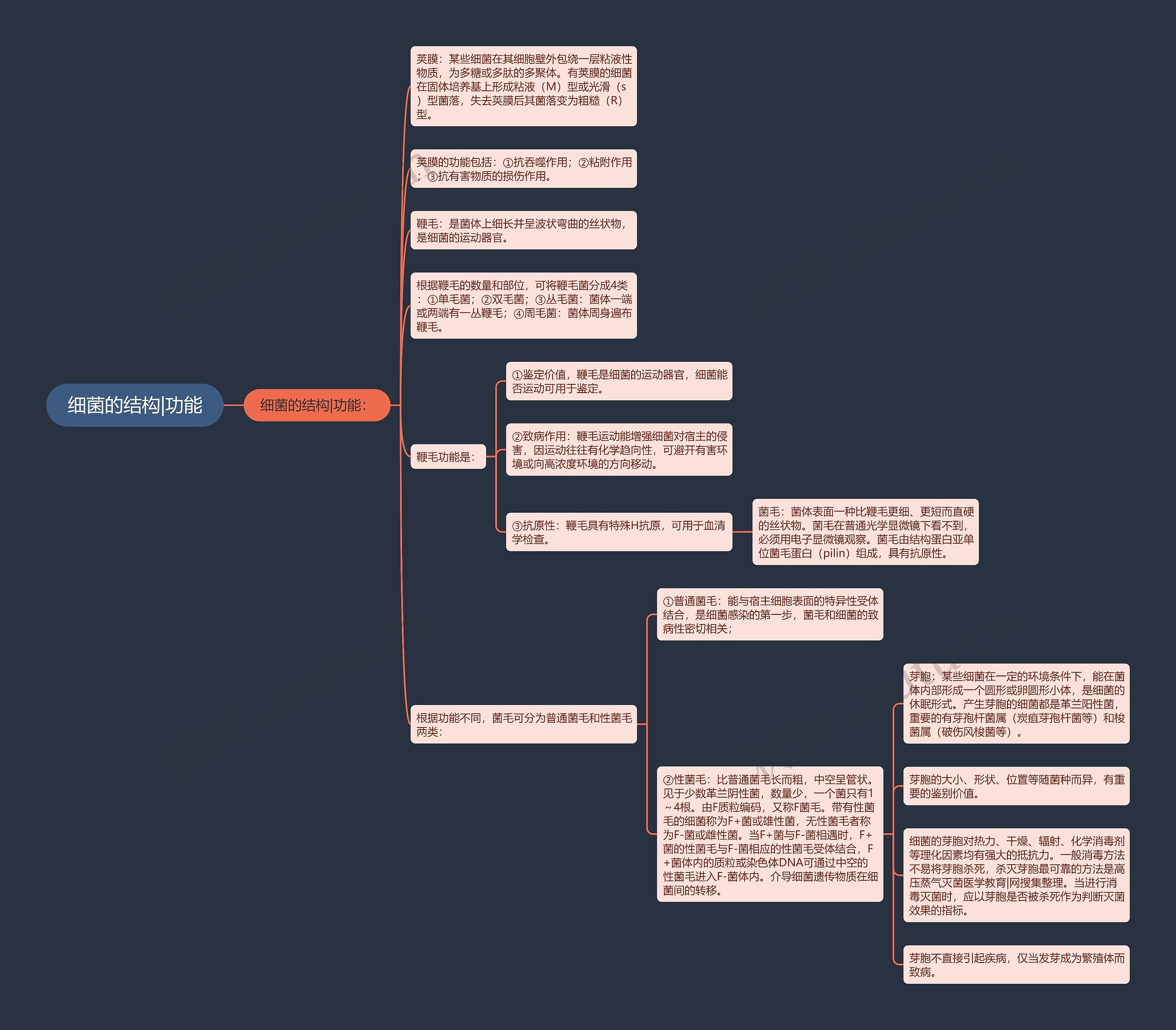 细菌的结构|功能 细菌的结构|功能