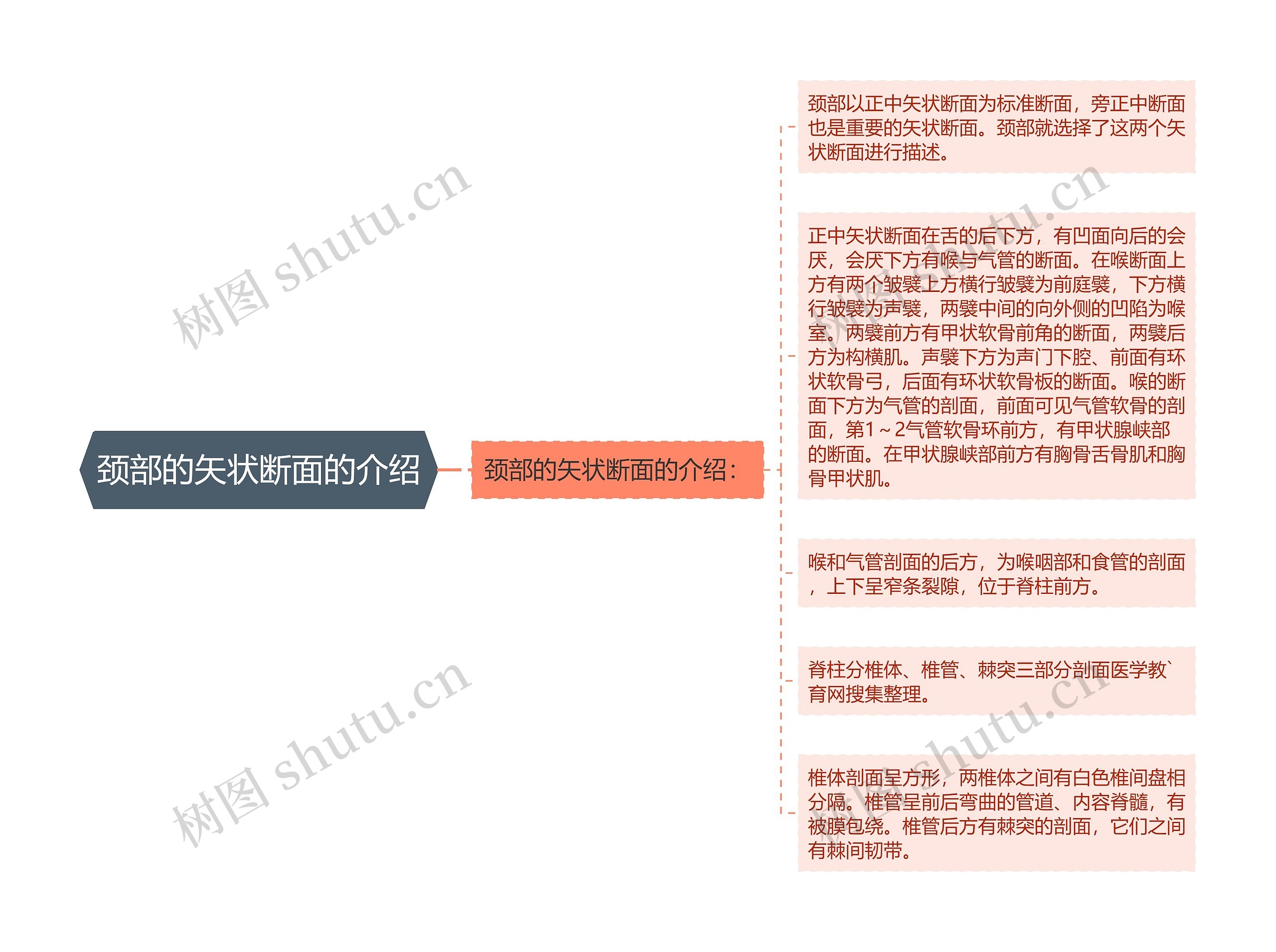 颈部的矢状断面的介绍