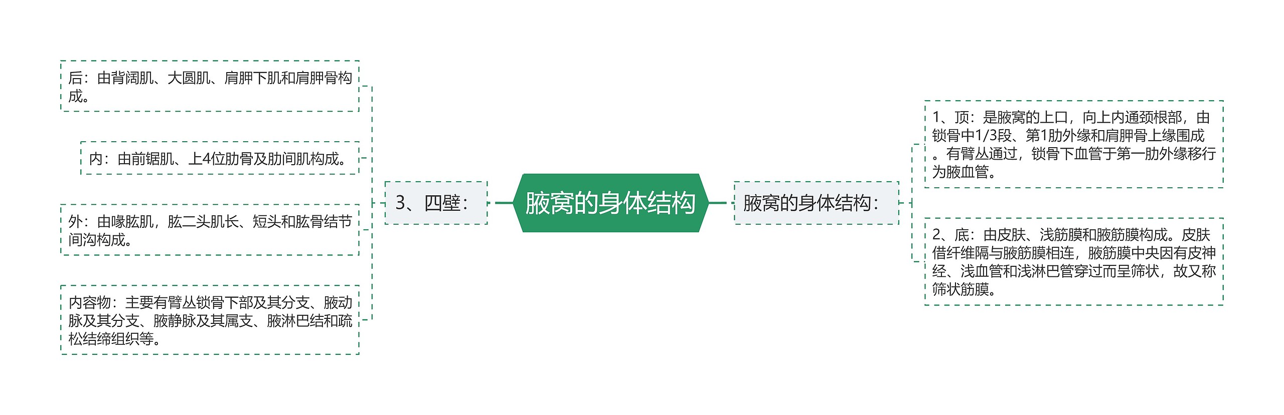 腋窝的身体结构