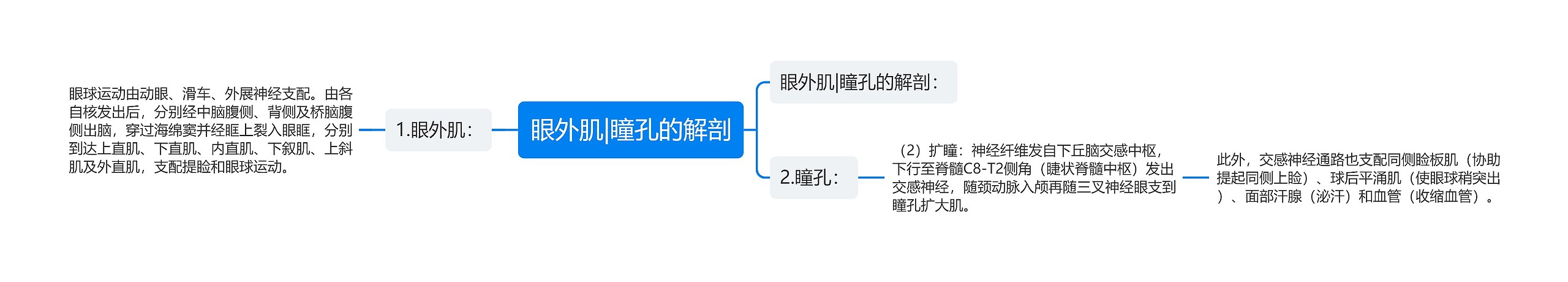 眼外肌|瞳孔的解剖