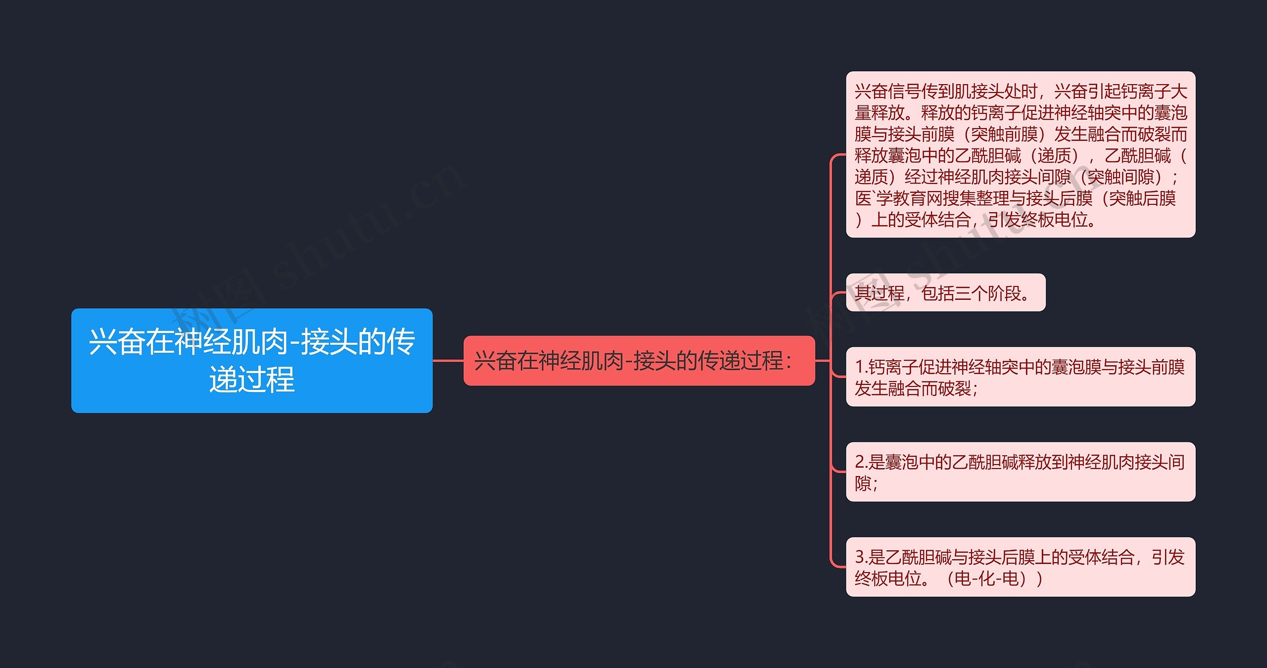 兴奋在神经肌肉-接头的传递过程思维导图