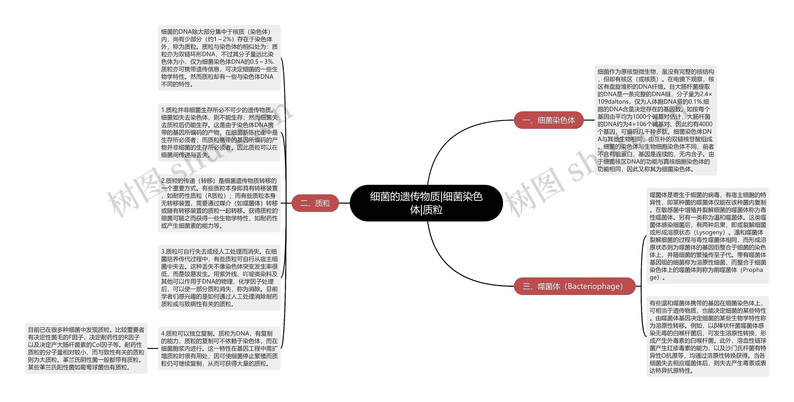 细菌的遗传物质|细菌染色体|质粒