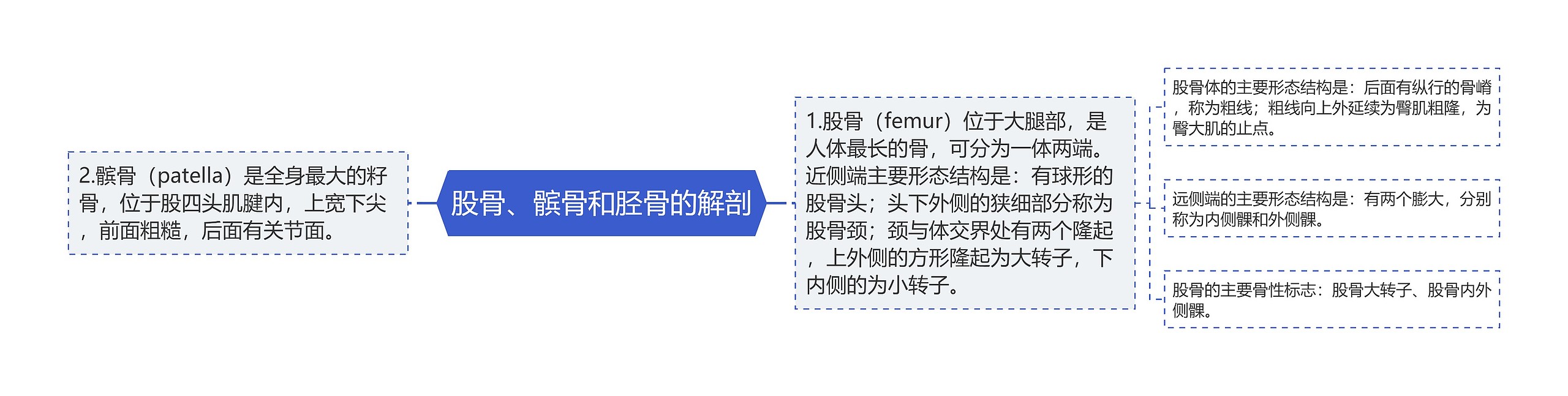 股骨、髌骨和胫骨的解剖思维导图