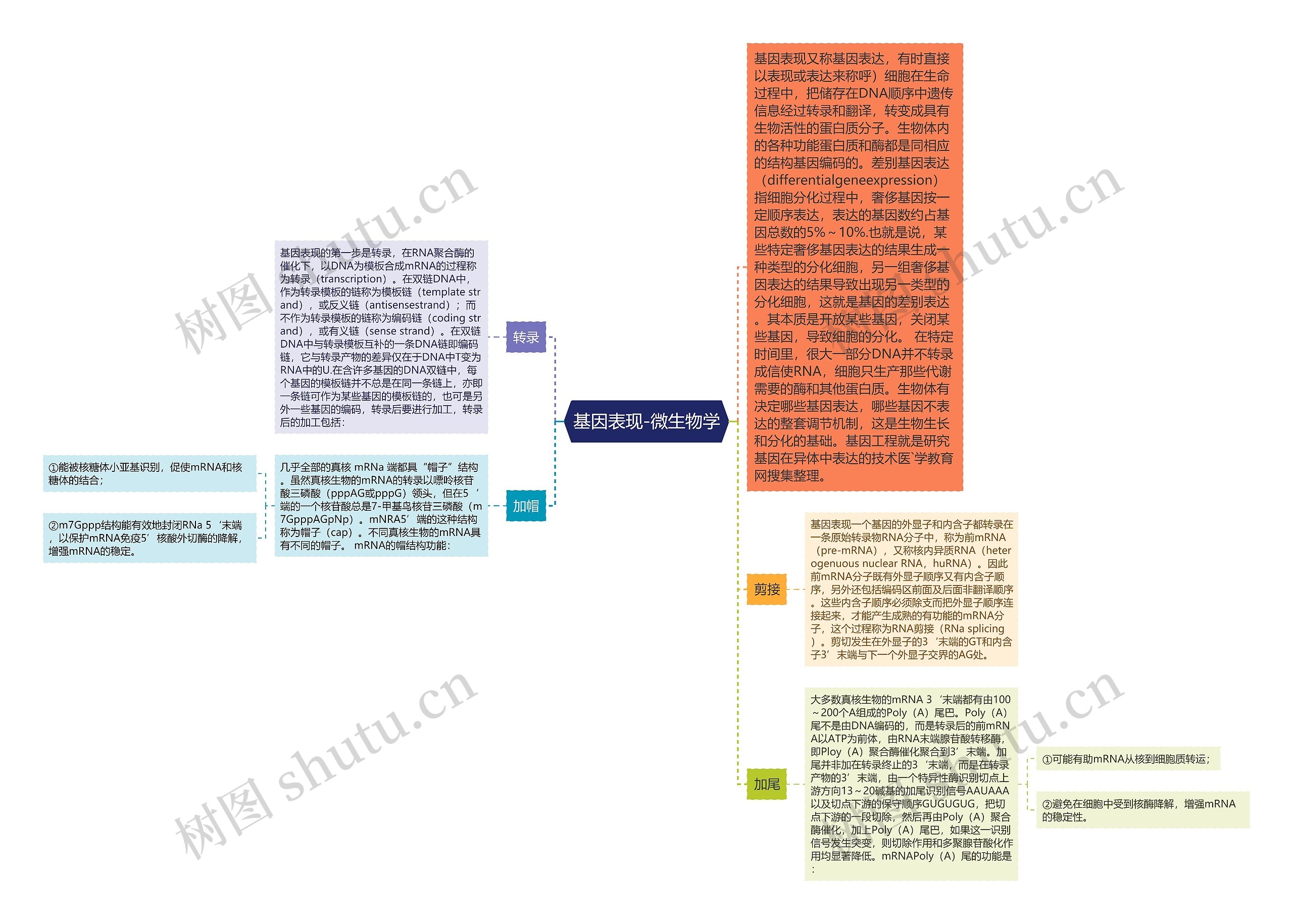 基因表现-微生物学思维导图高清图 基因表现-微生物学思维导图