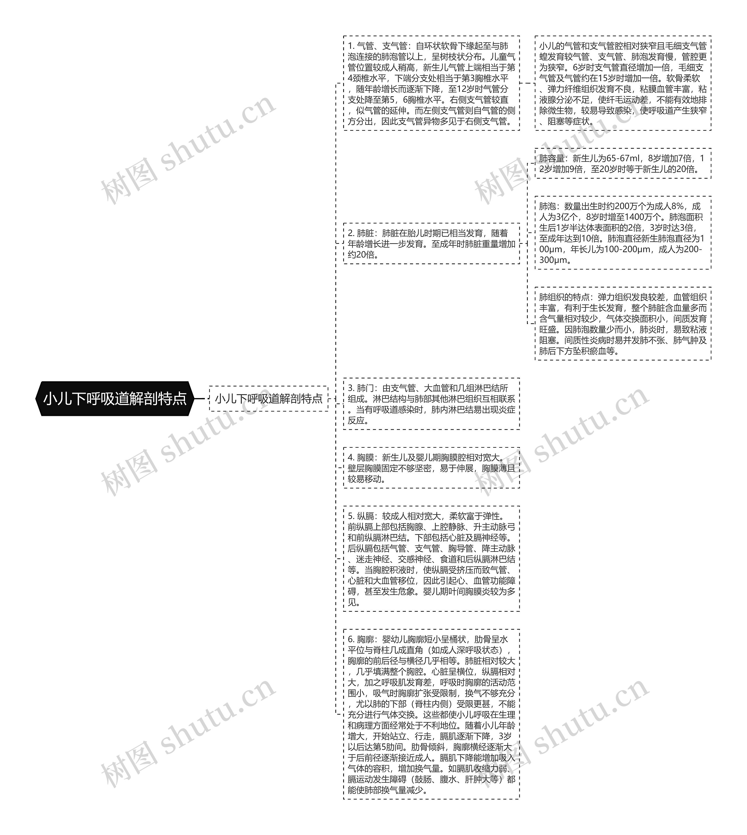 小儿下呼吸道解剖特点