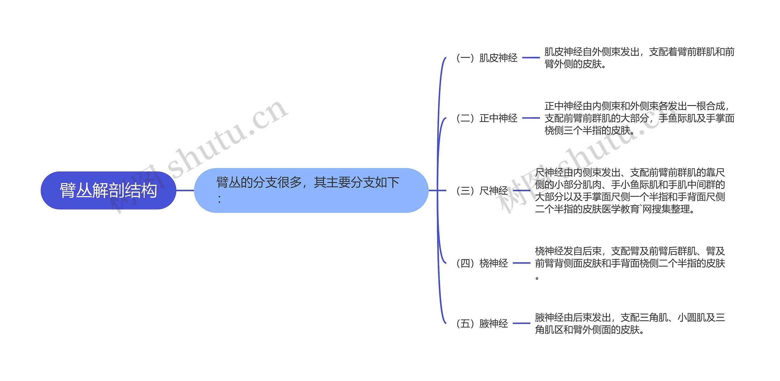 臂丛解剖结构思维导图