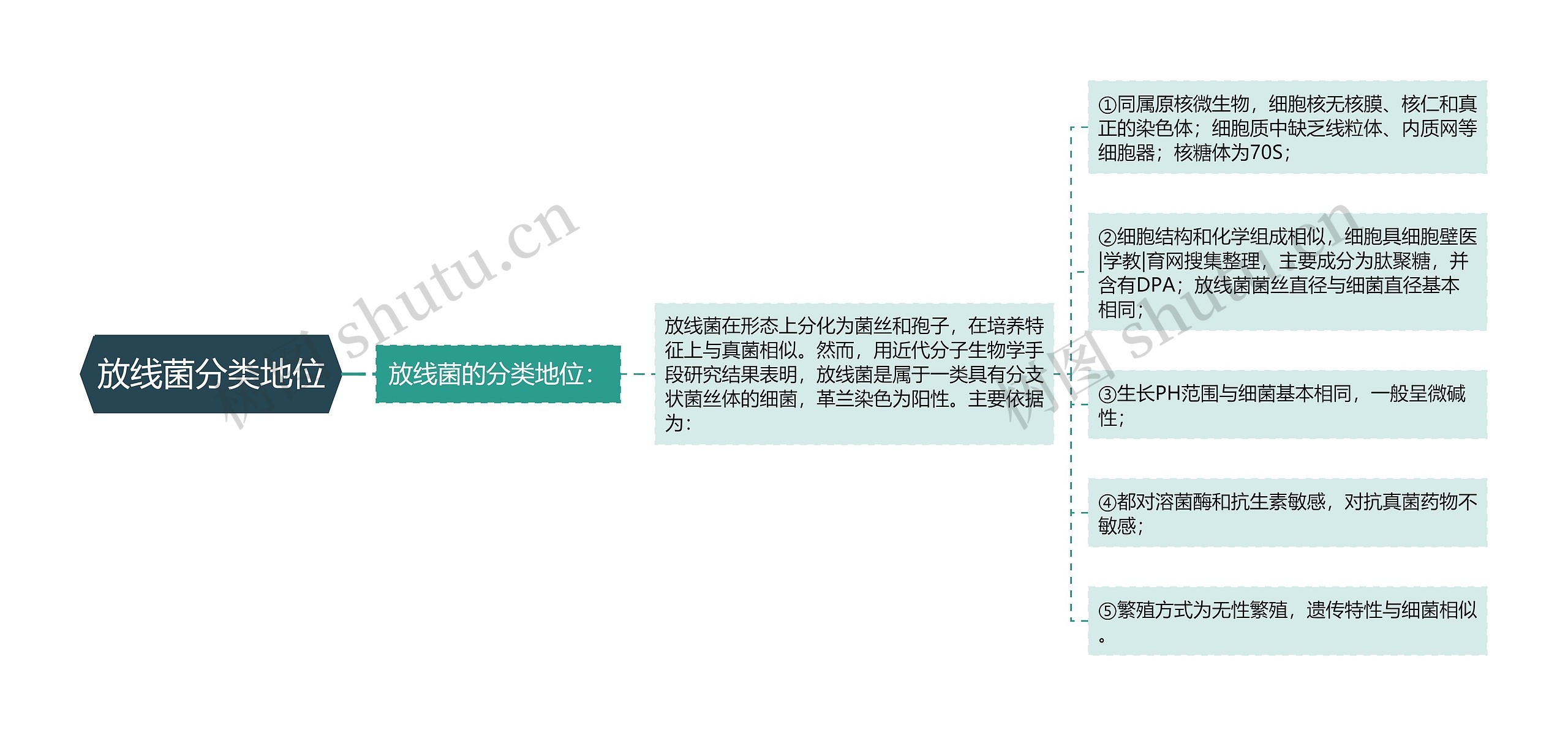 放线菌分类地位思维导图