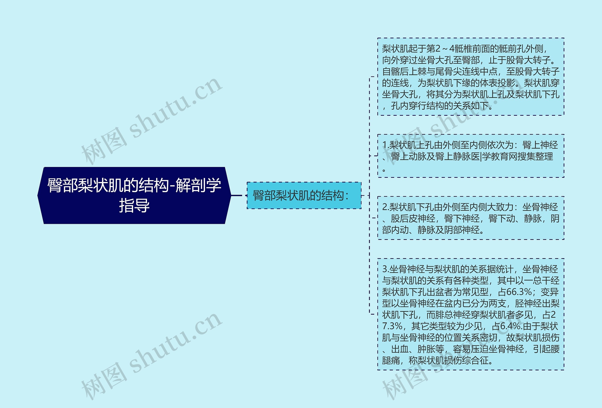 臀部梨状肌的结构-解剖学指导思维导图