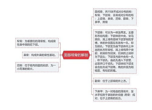 面部颅骨的解剖