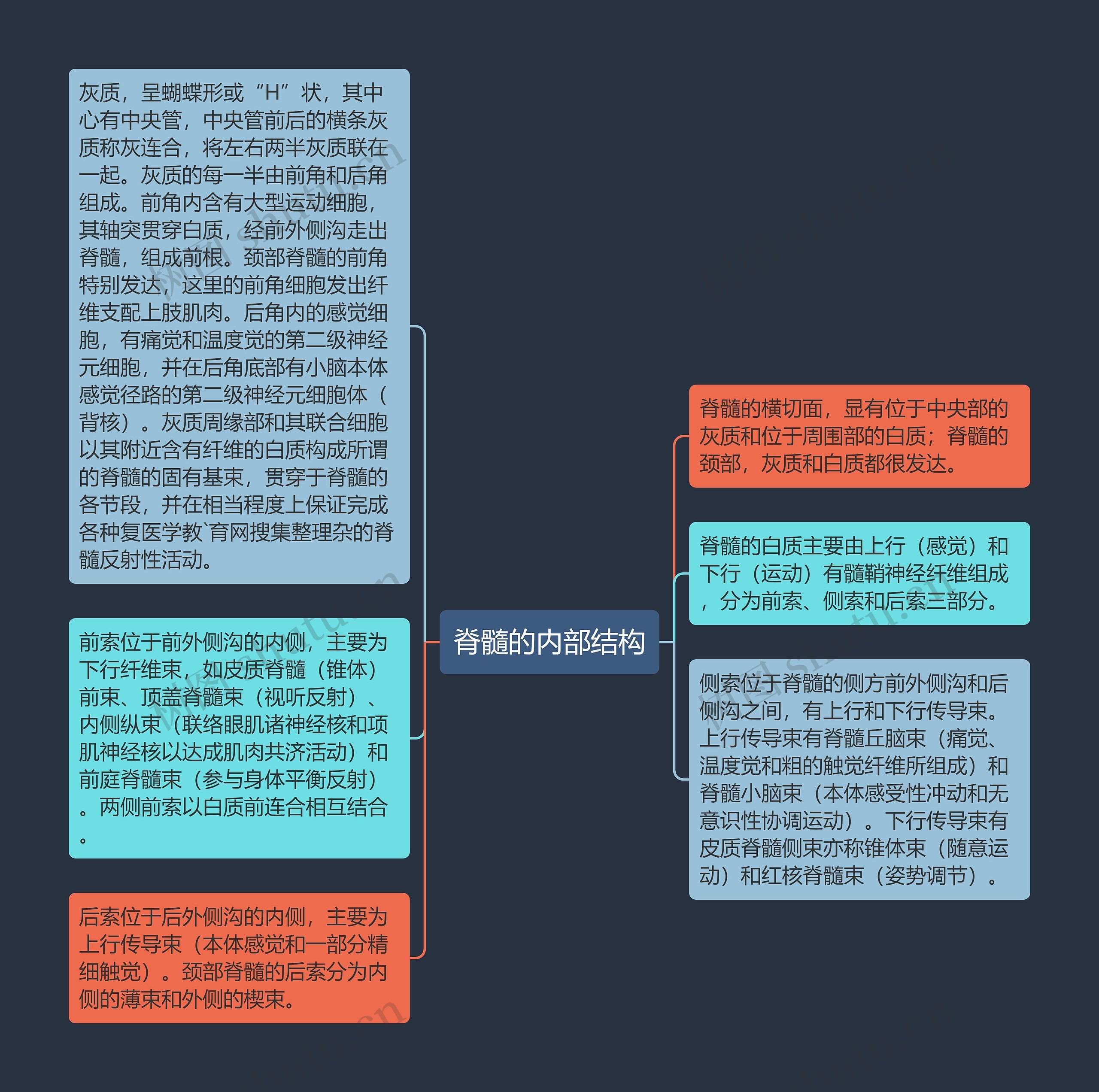 脊髓的内部结构思维导图