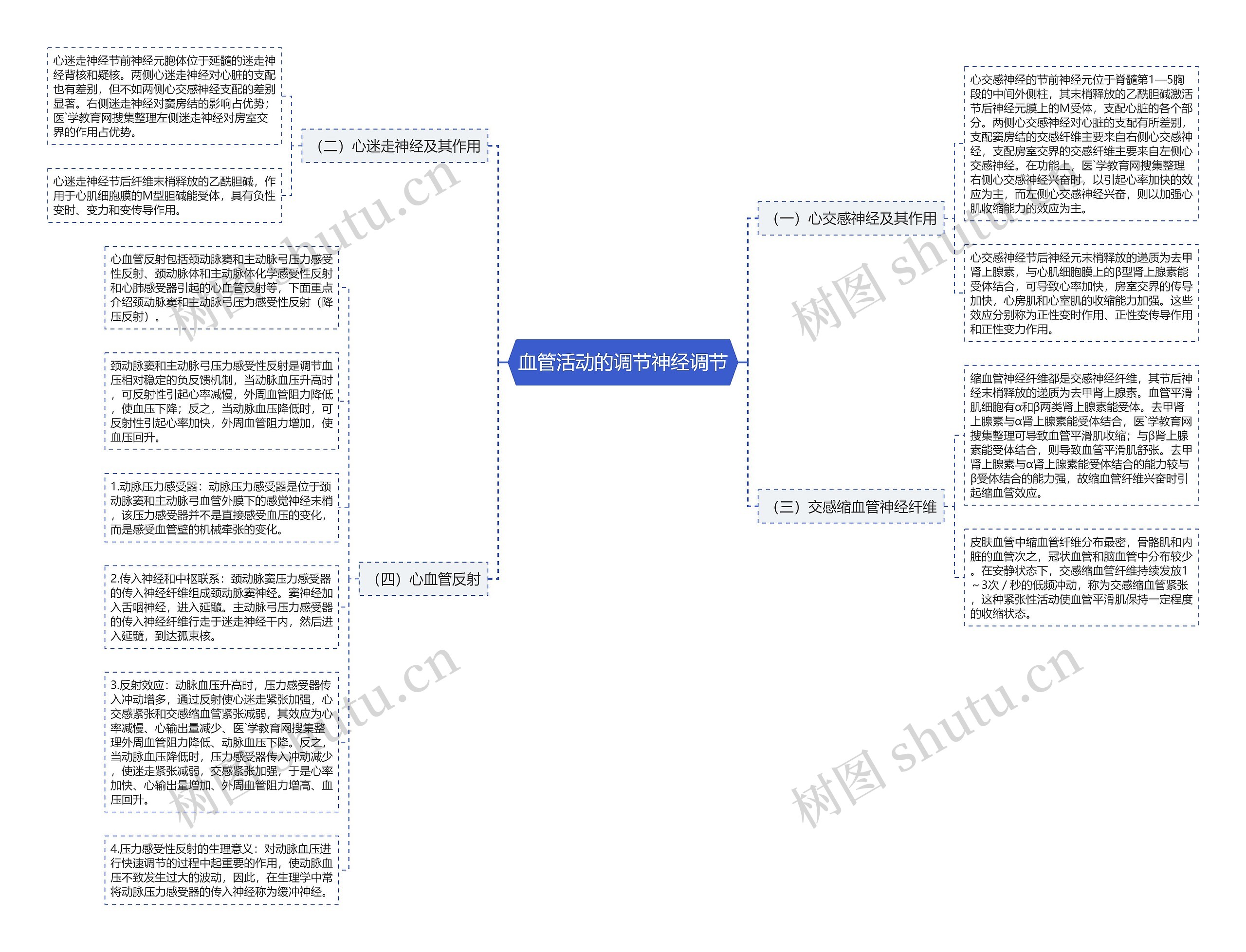血管活动的调节神经调节思维导图