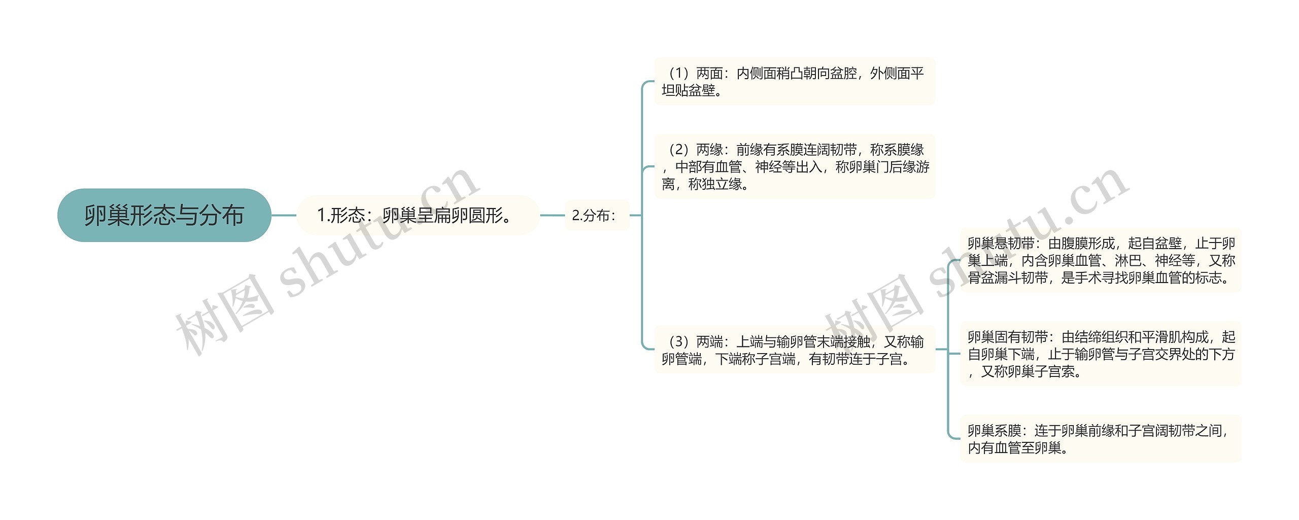 卵巢形态与分布