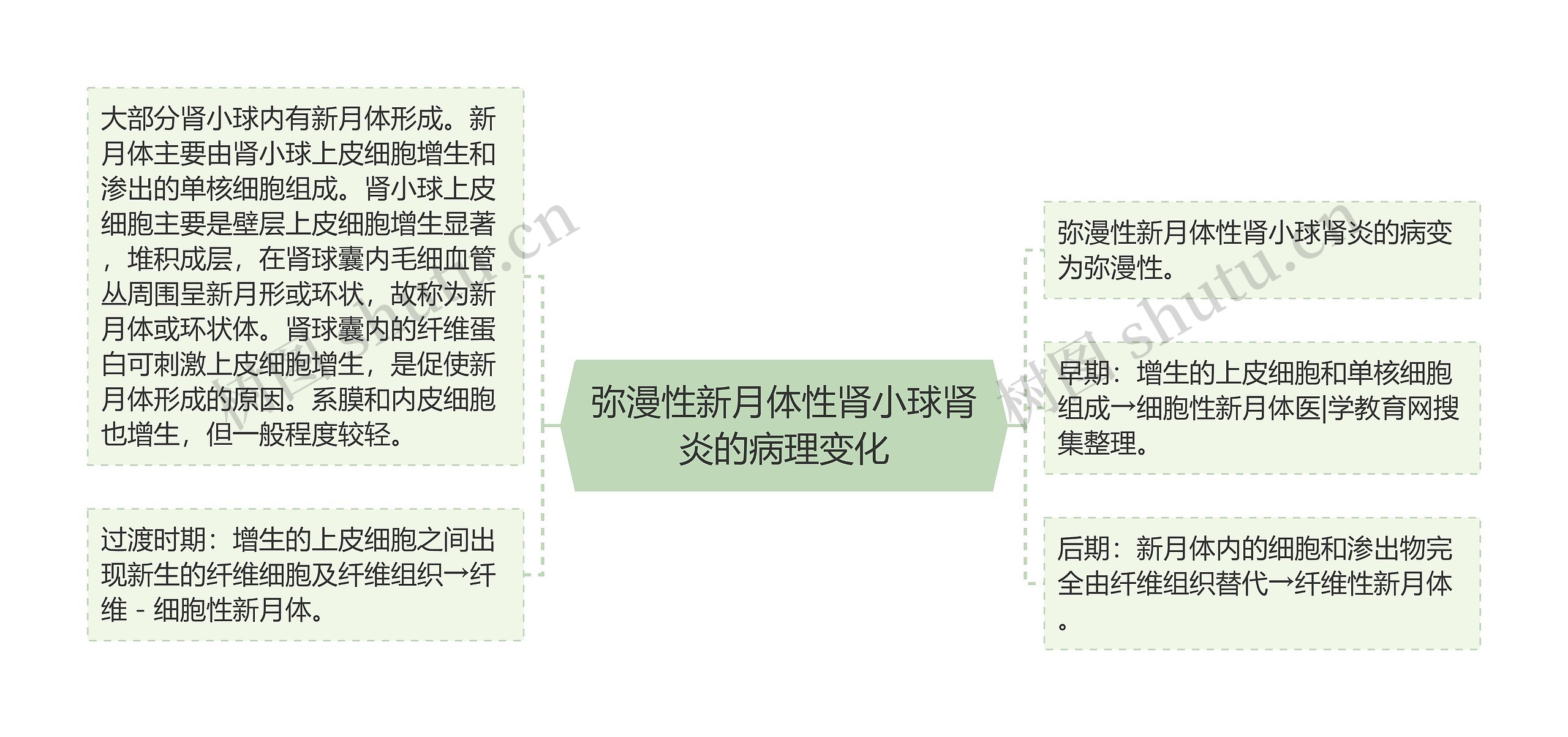 弥漫性新月体性肾小球肾炎的病理变化