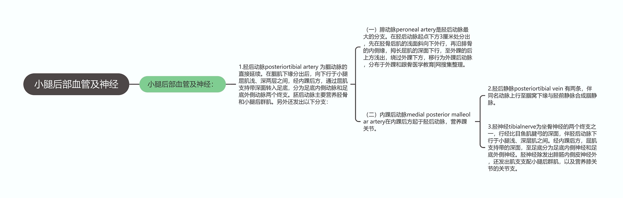 小腿后部血管及神经思维导图