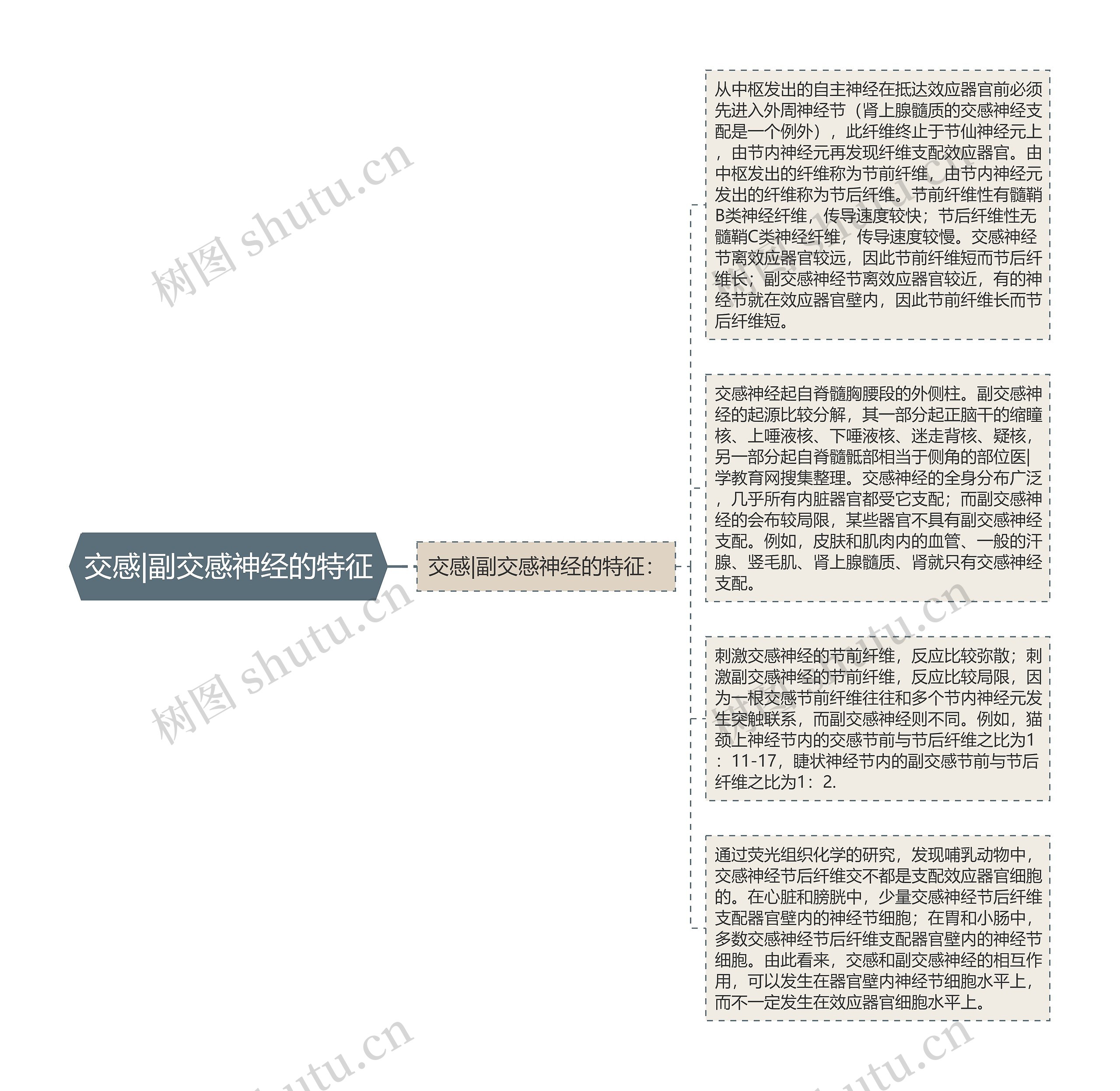 交感|副交感神经的特征思维导图