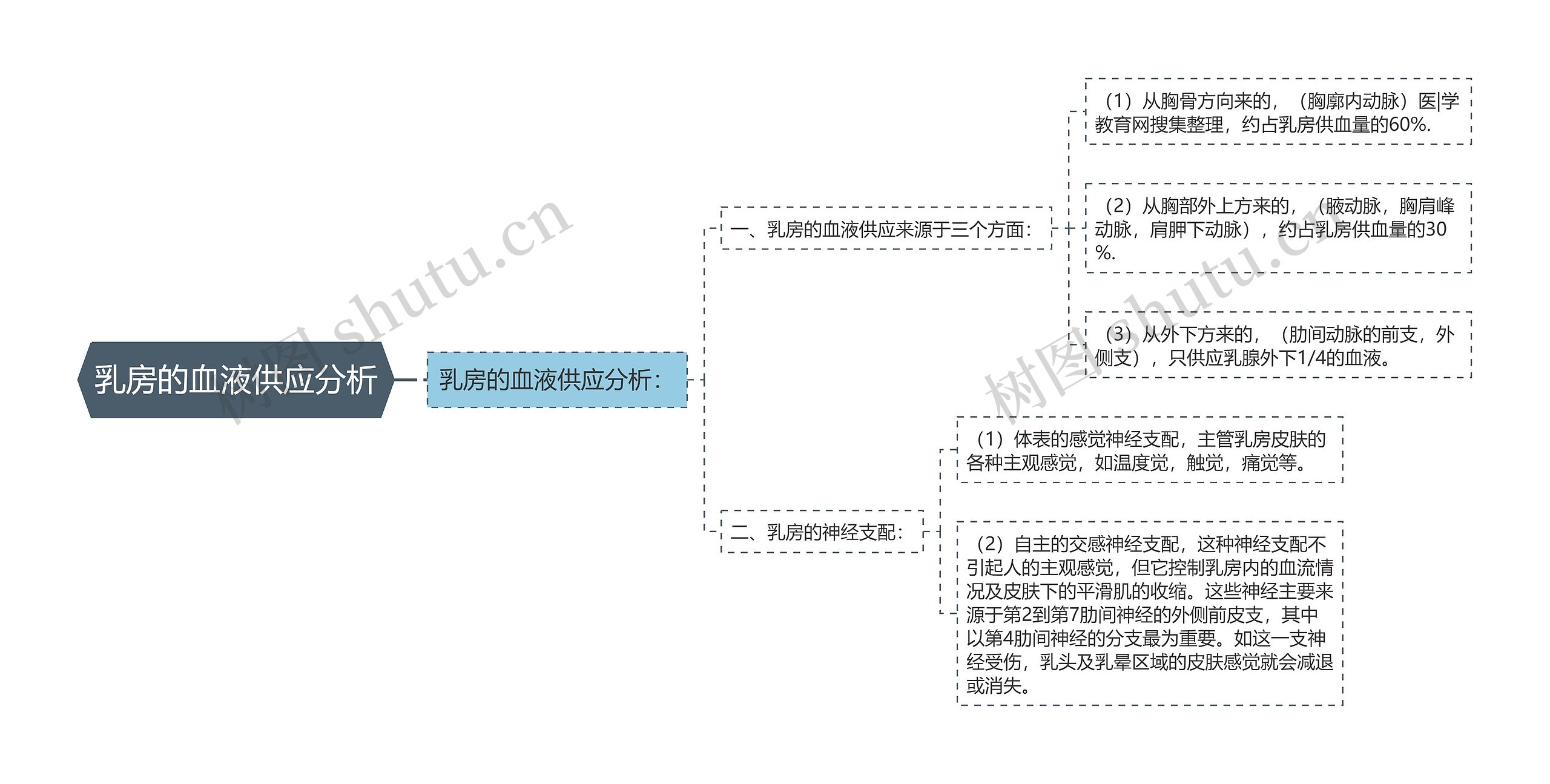 乳房的血液供应分析 乳房的血液供应分析
