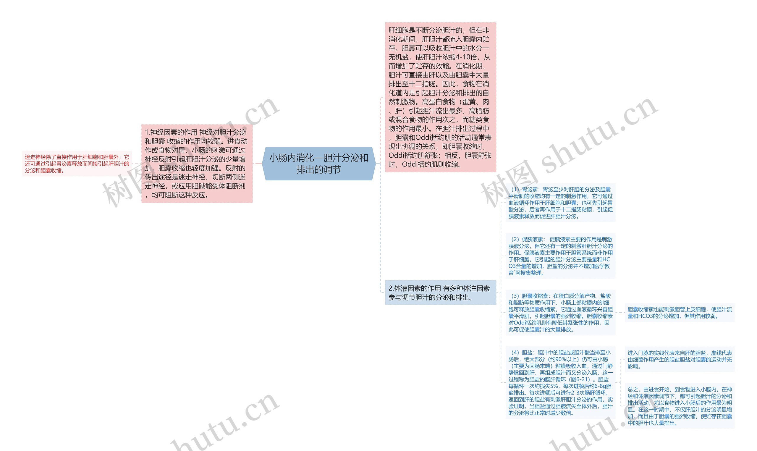 小肠内消化—胆汁分泌和排出的调节