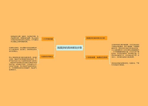 胸膜|肺的具体解剖步骤