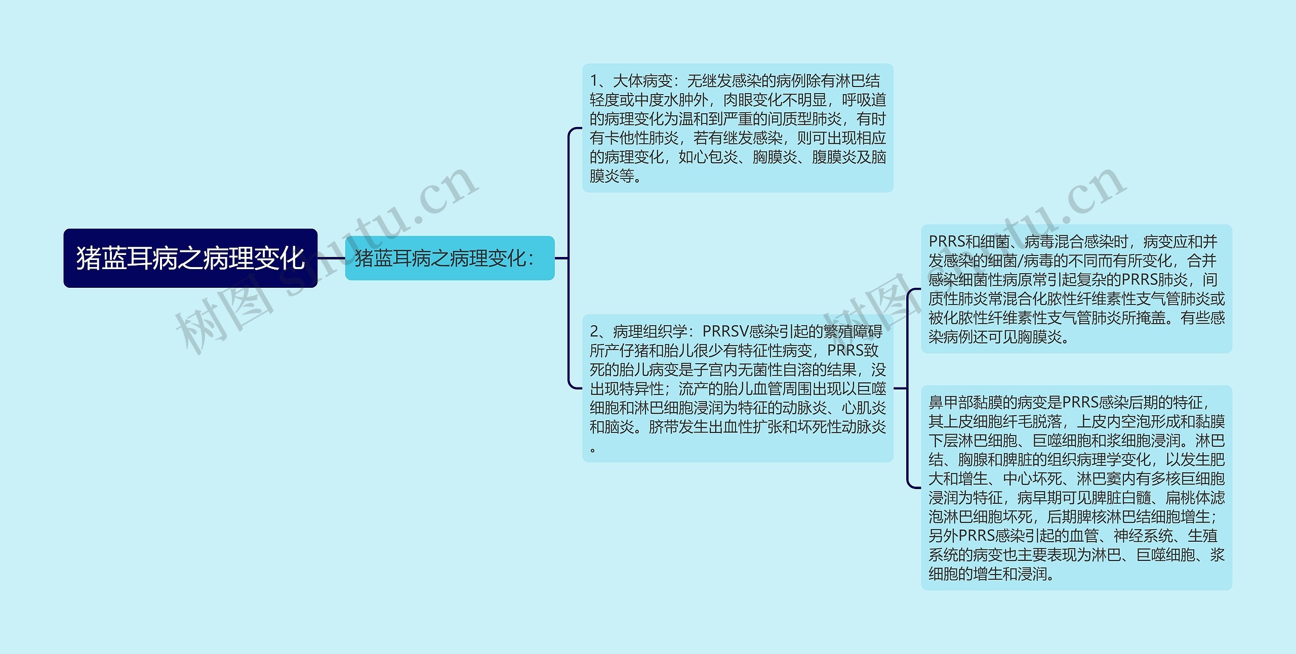 猪蓝耳病之病理变化思维导图