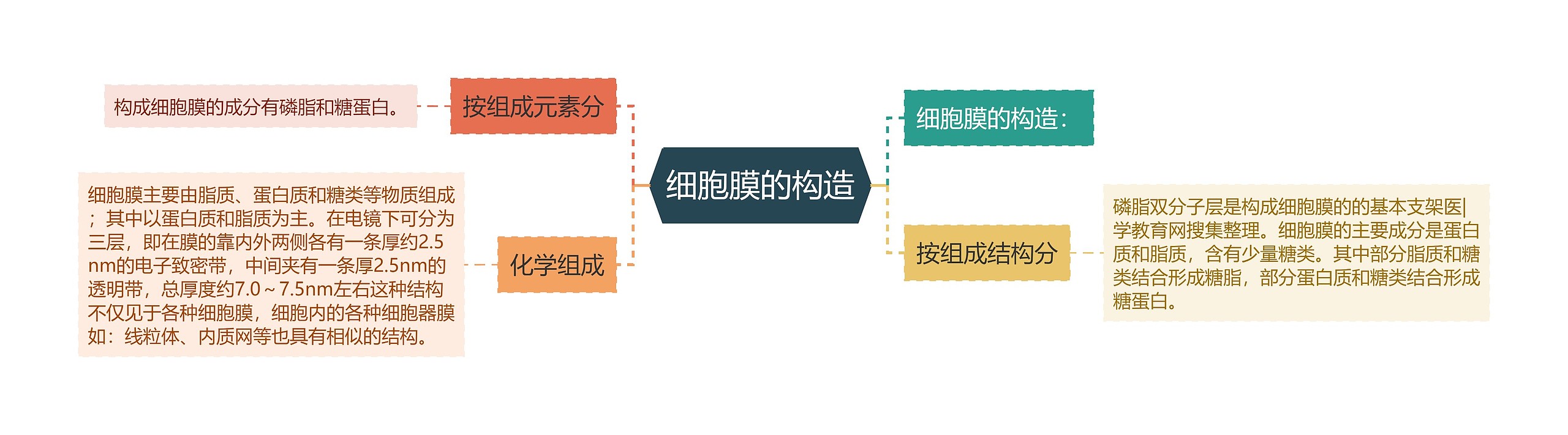 细胞膜的构造 细胞膜的构造