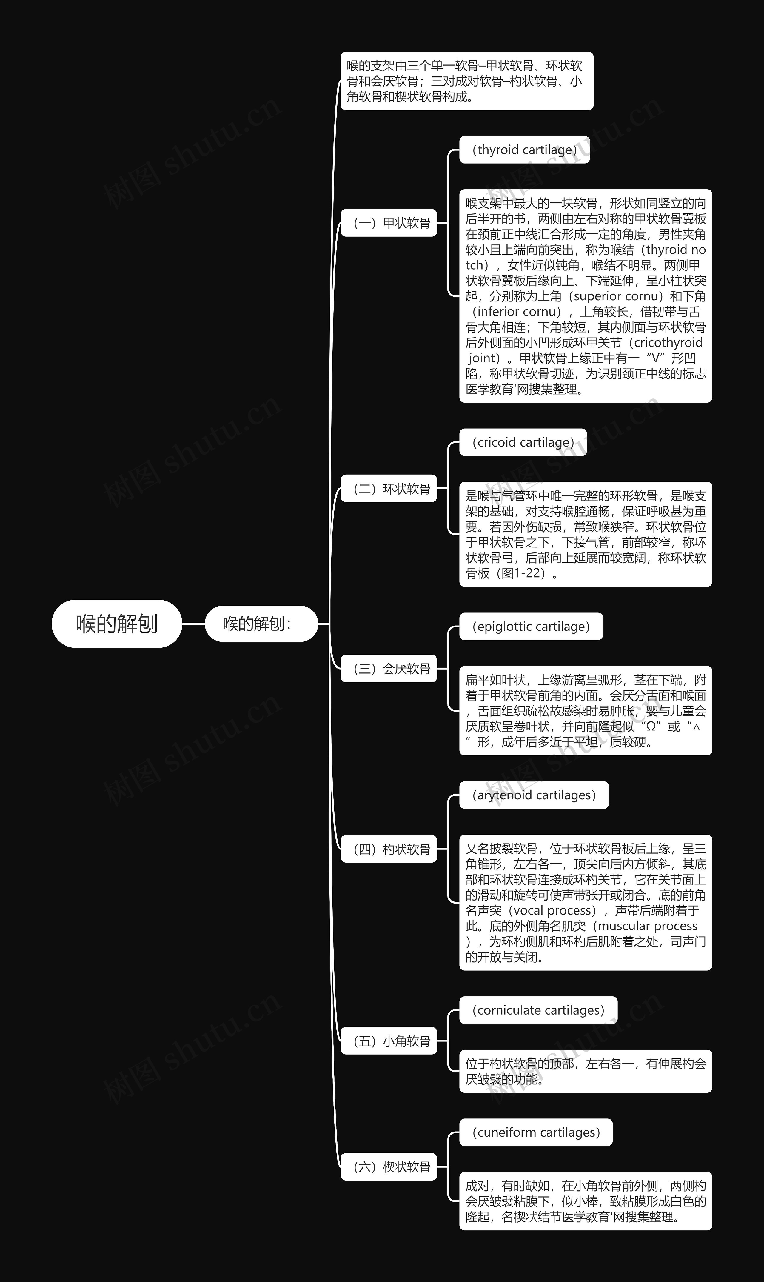 喉的解刨思维导图