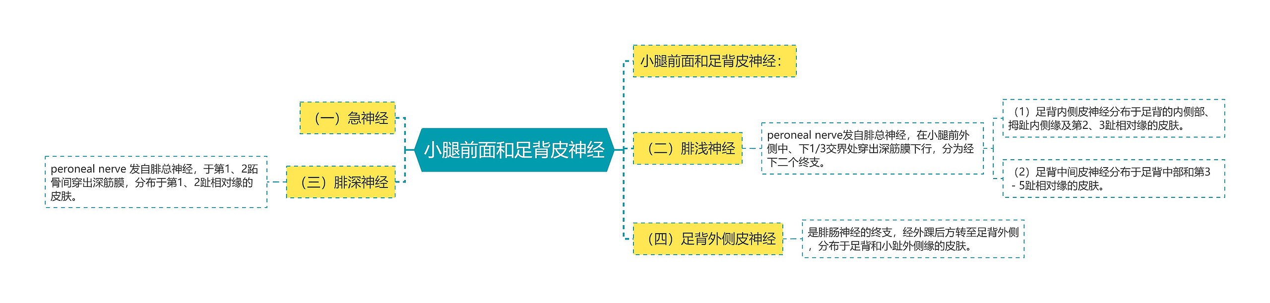 小腿前面和足背皮神经