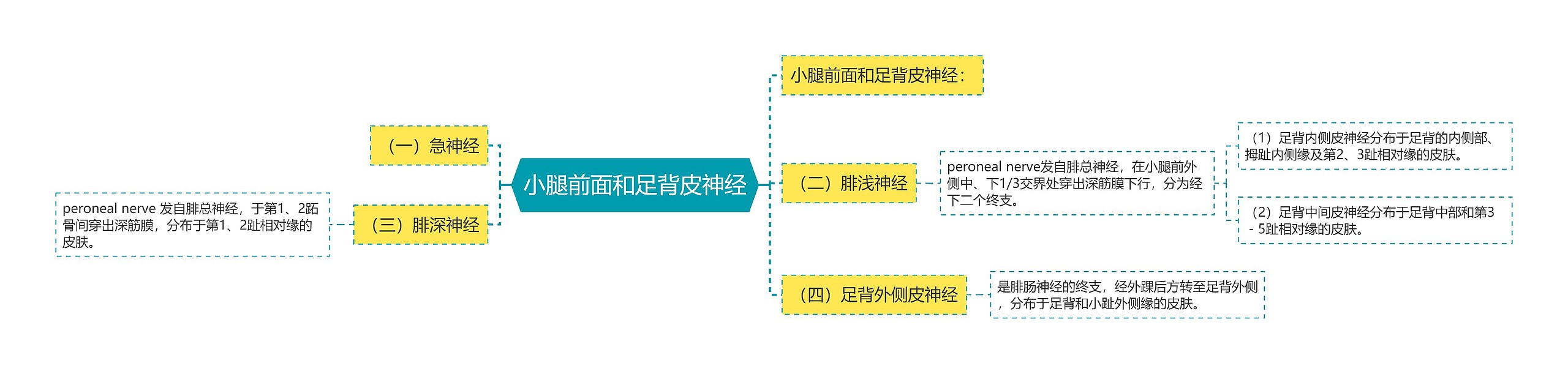 小腿前面和足背皮神经思维导图