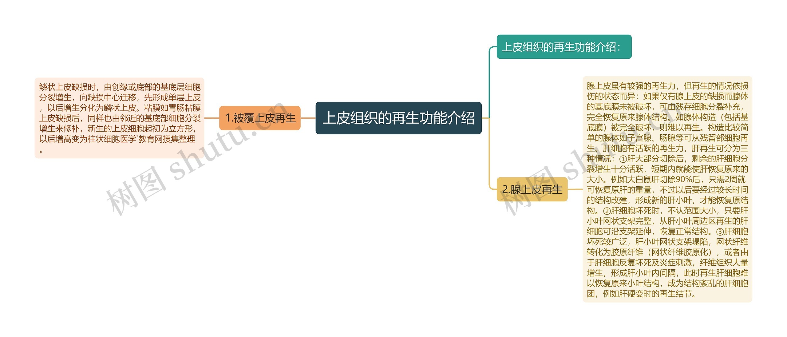 上皮组织的再生功能介绍思维导图