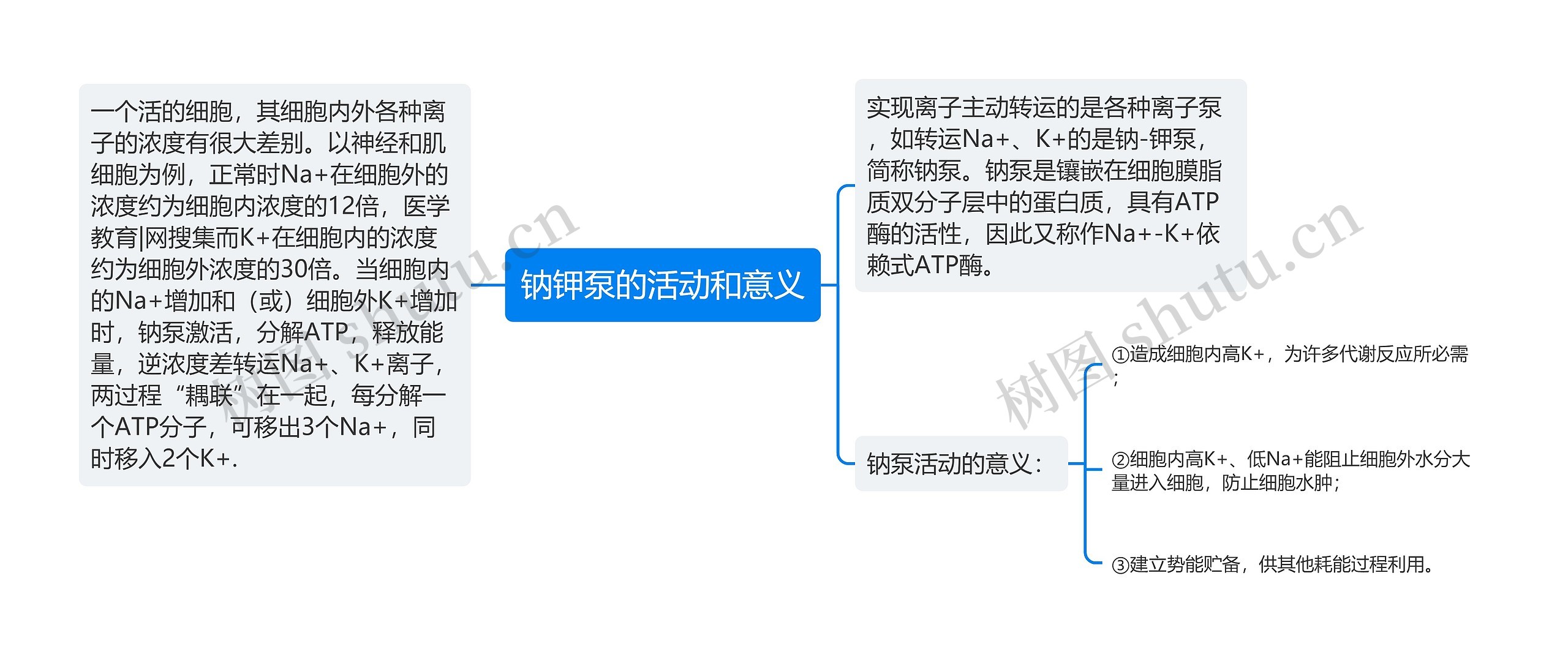 钠钾泵的活动和意义