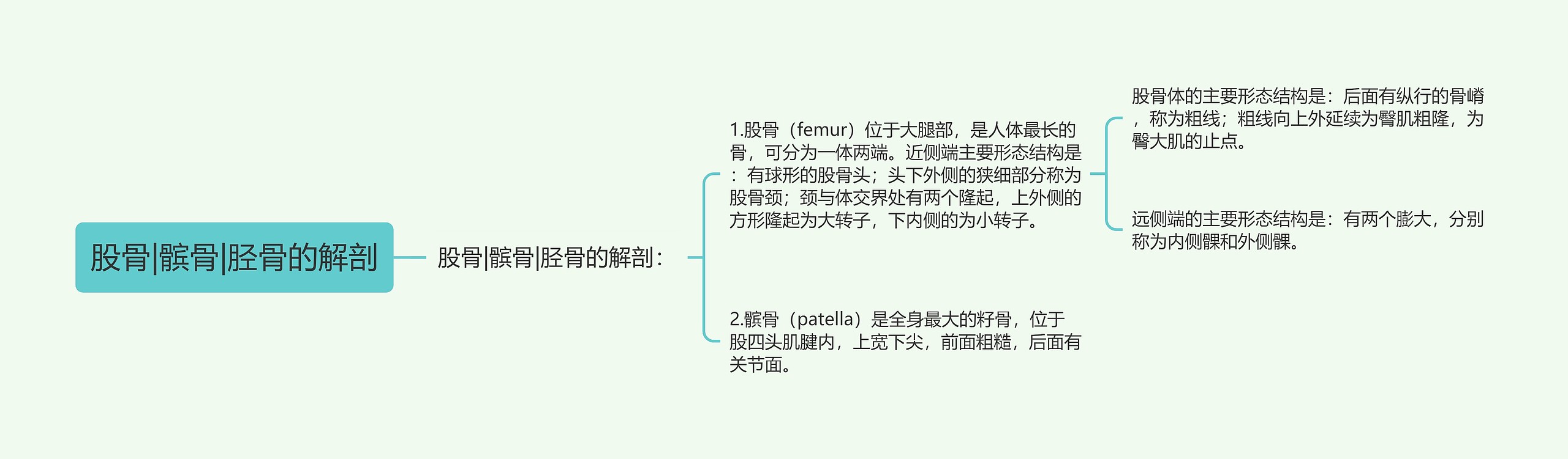 股骨|髌骨|胫骨的解剖思维导图