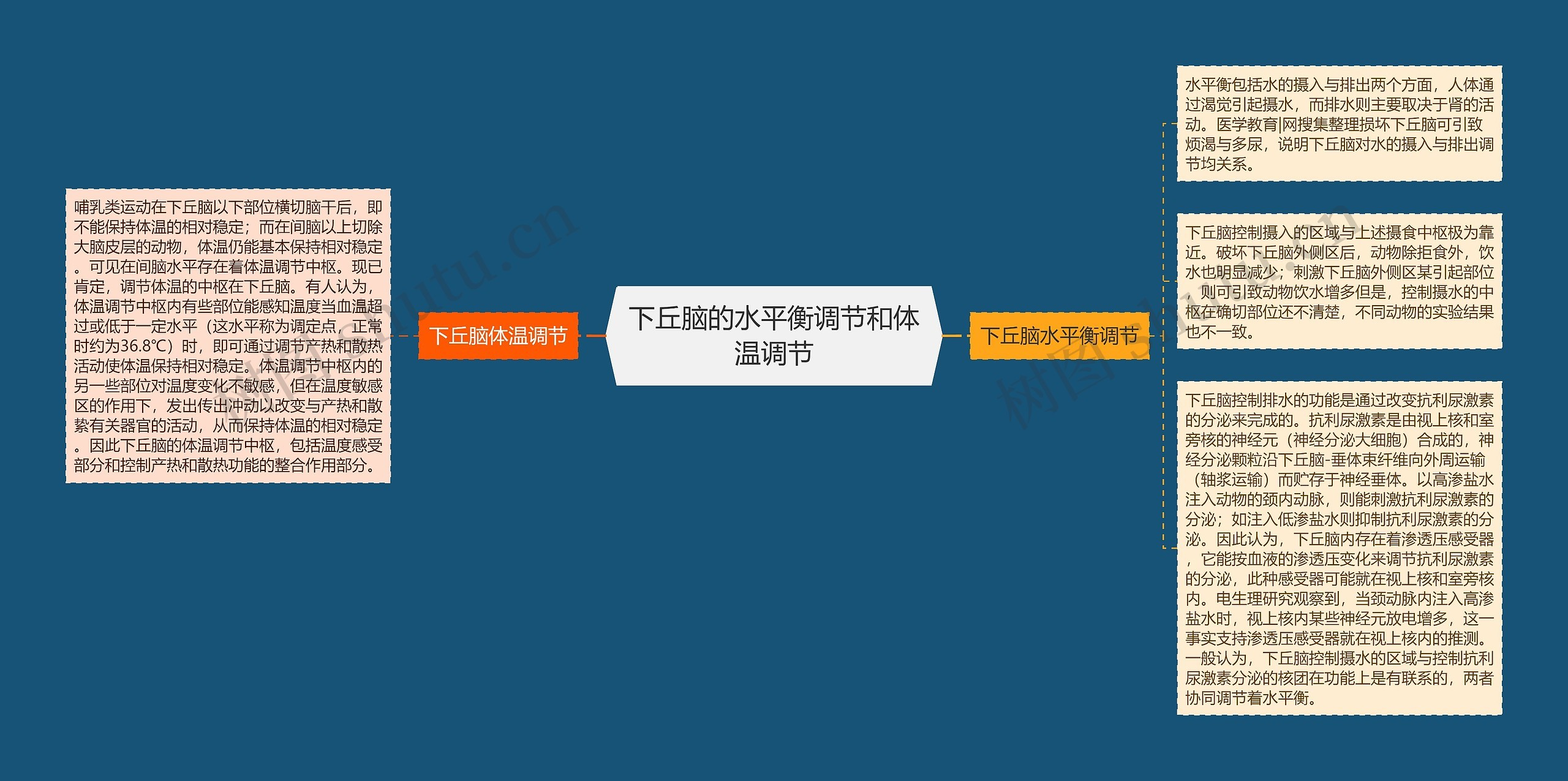 下丘脑的水平衡调节和体温调节 下丘脑的水平衡调节和体温调节