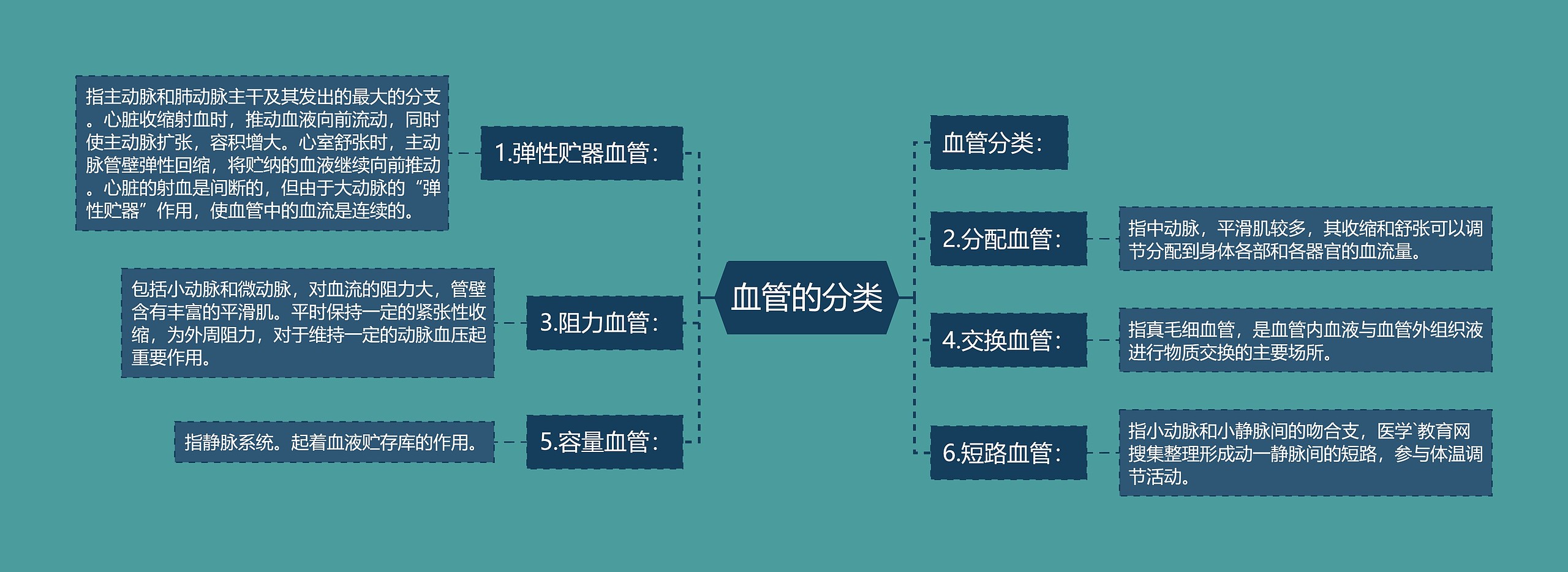 血管的分类 血管的分类