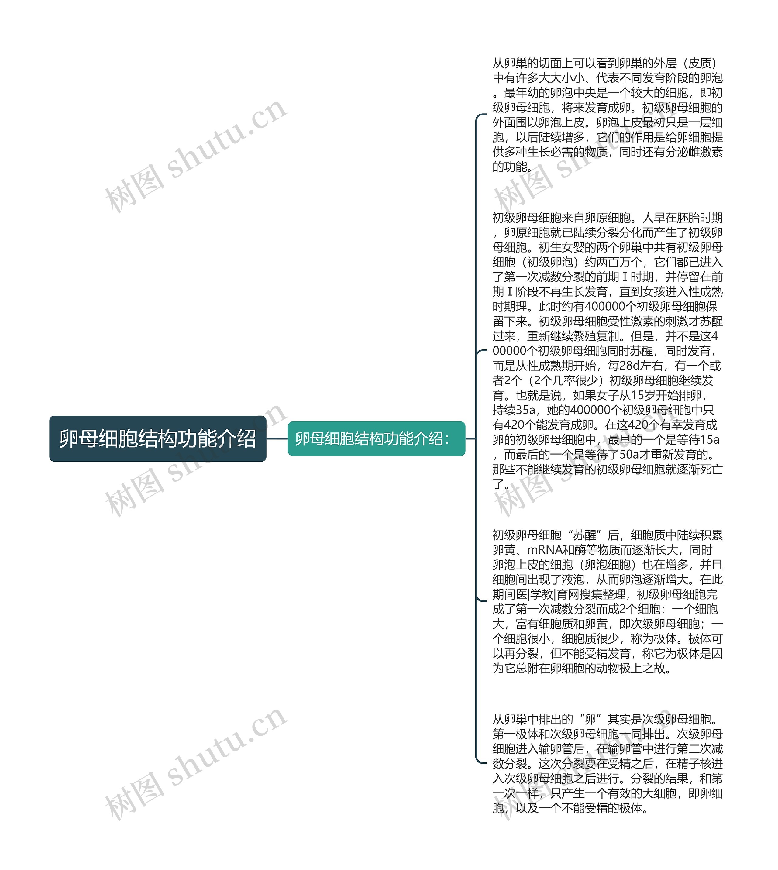 卵母细胞结构功能介绍思维导图