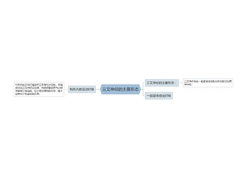 三叉神经的主要形态